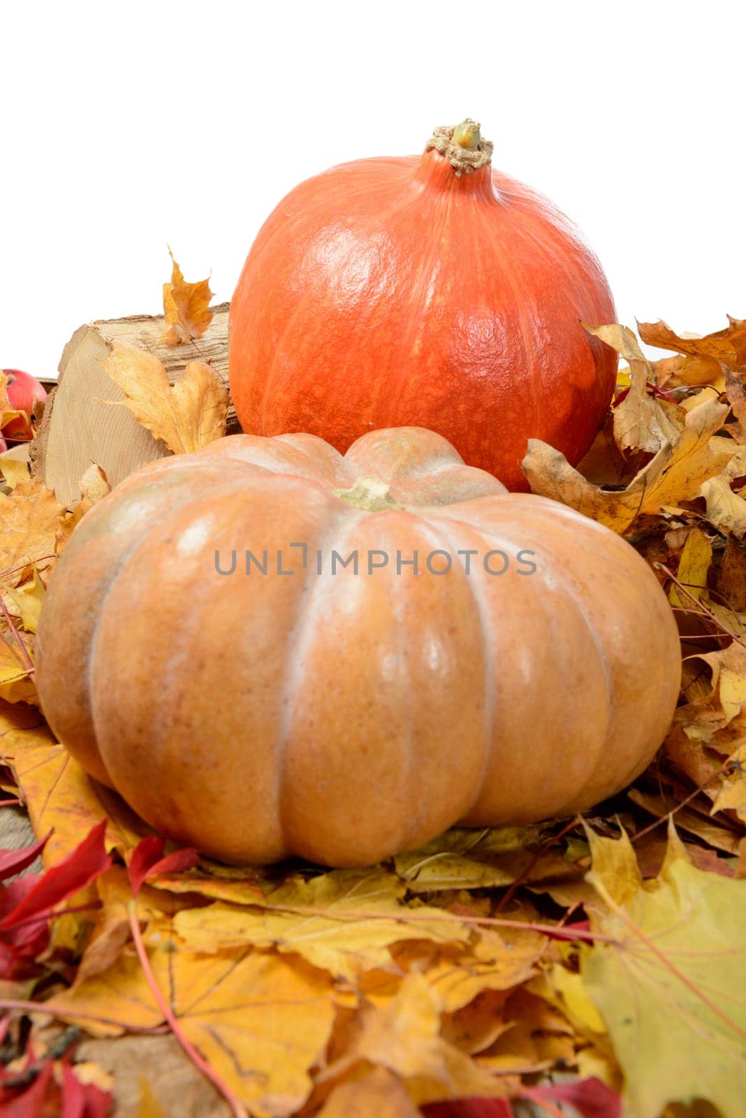 close up of several pumpkins with autumn leaves