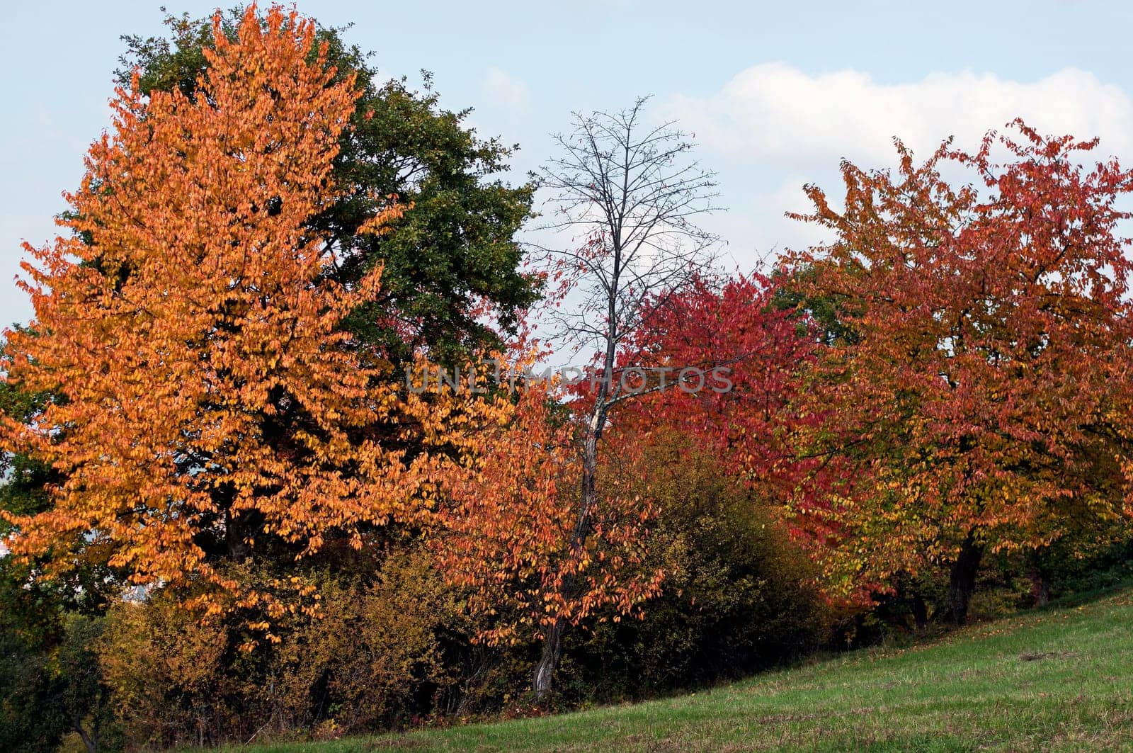 Autumn trees