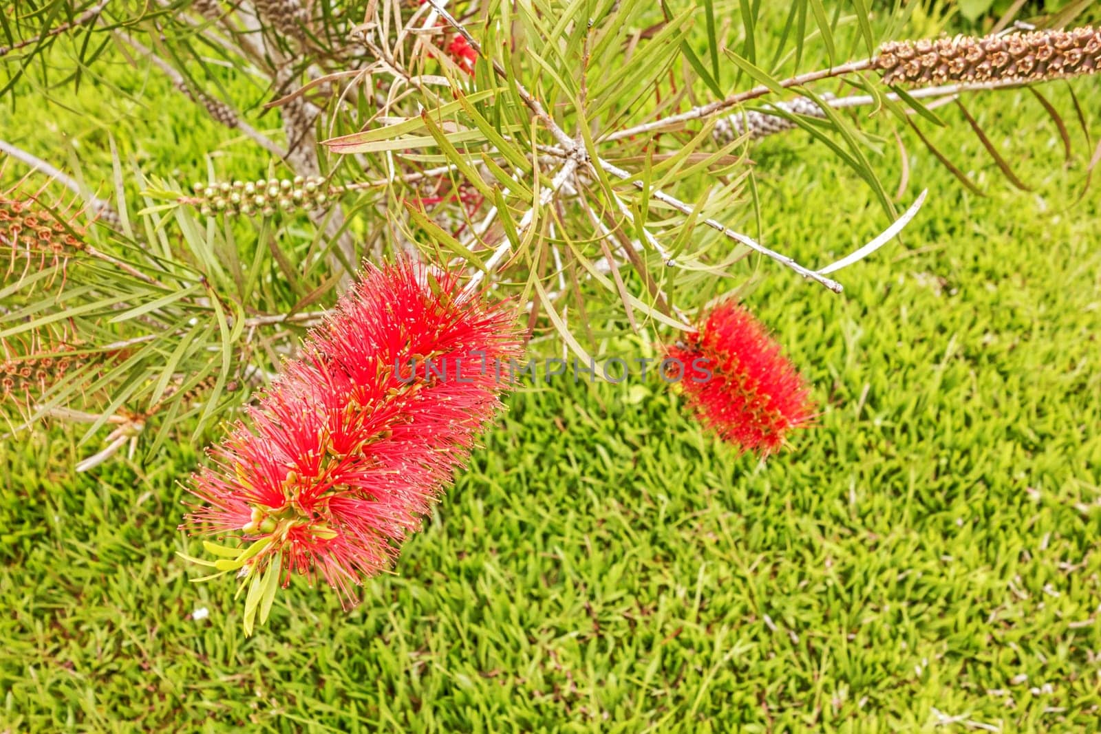 bottle brush tree (Callistemon) - red blossom flowers