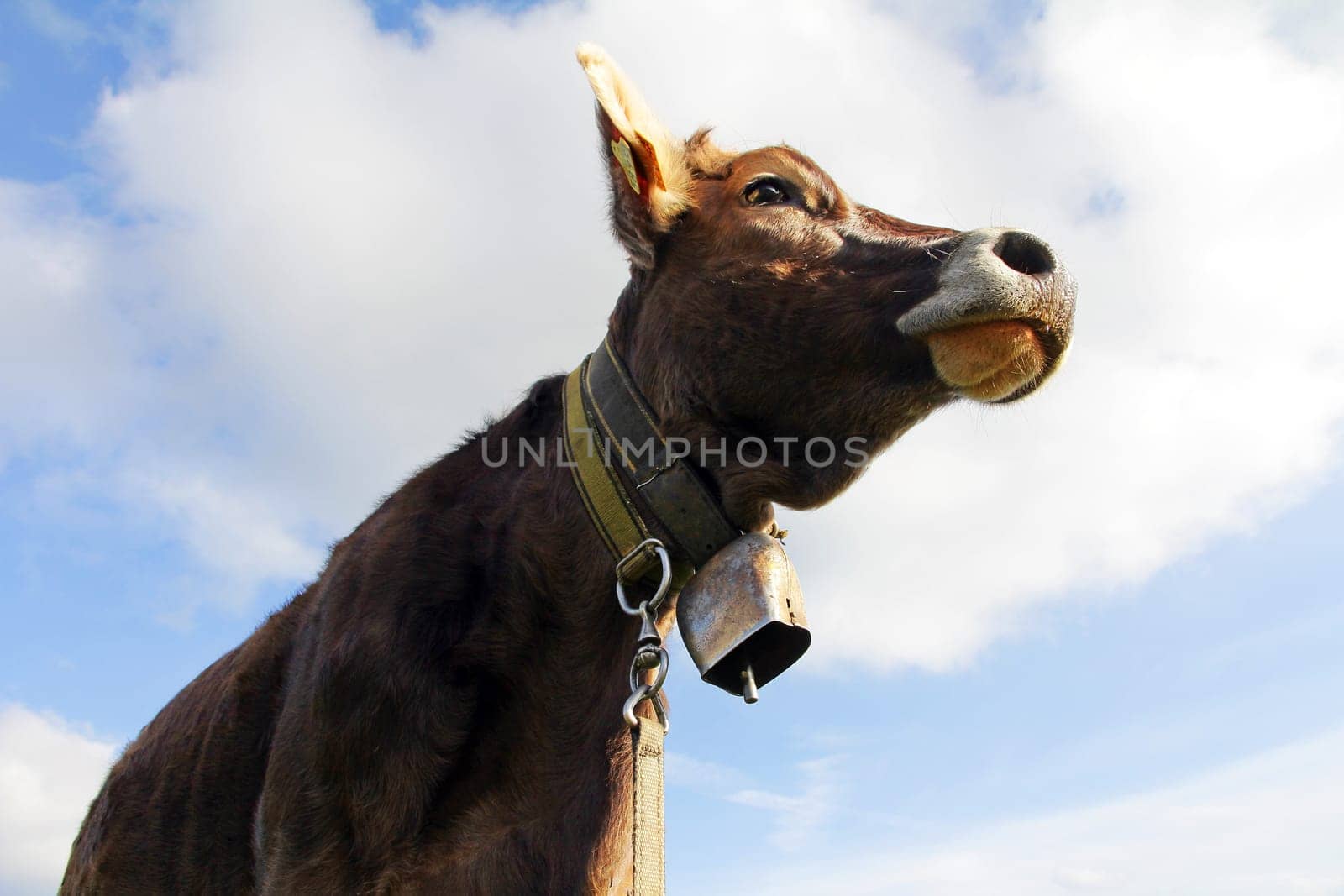 Young brown cattle with horns and cowbell in the pasture