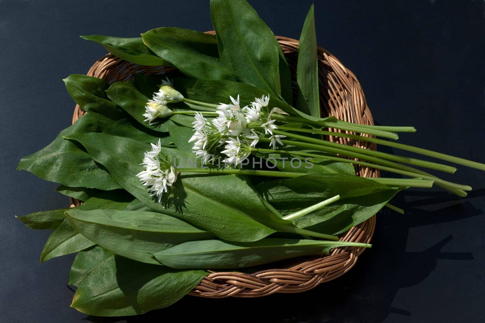Baerlauch  Allium  ursinum