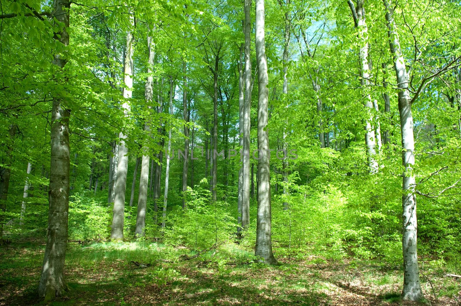 Buchenwald, Wald, Fruehjahr