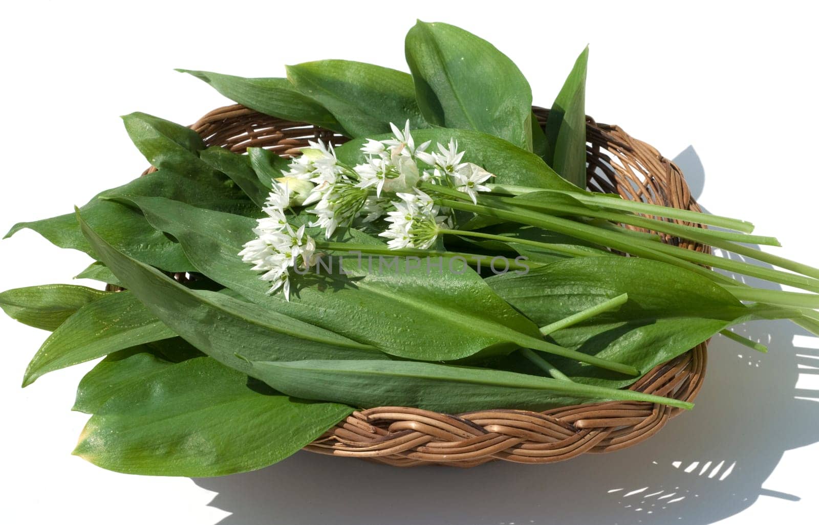 Baerlauch  Allium  ursinum