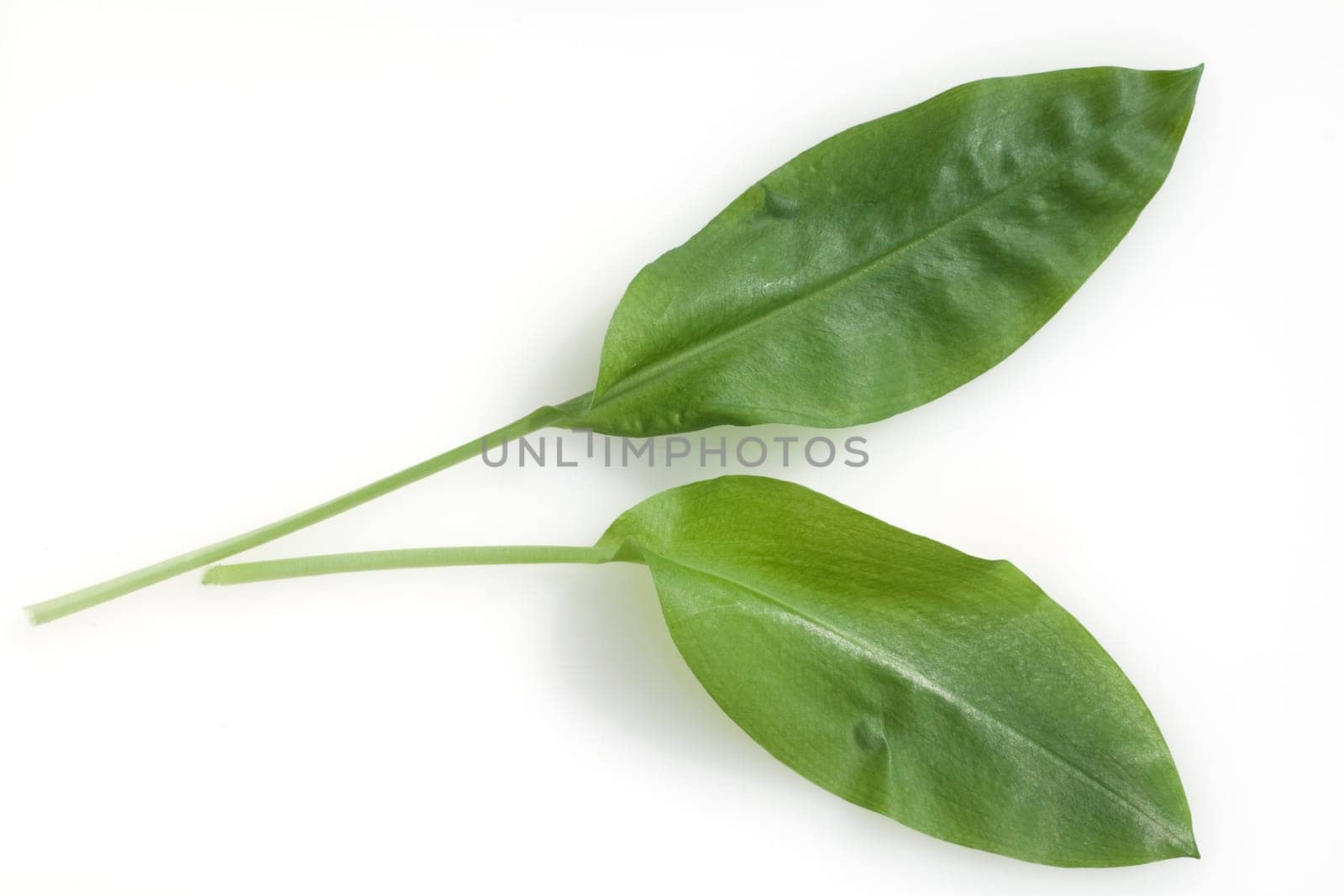 Baerlauch  Allium  ursinum
