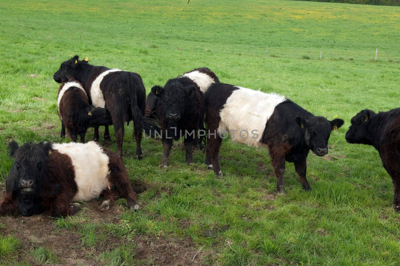 Galloway-Sattelrind, Belted, Galloway
