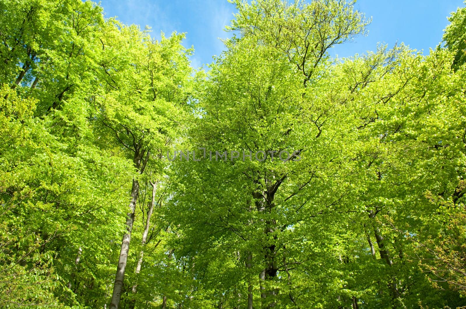 Buchenwald, Wald, Fruehjahr
