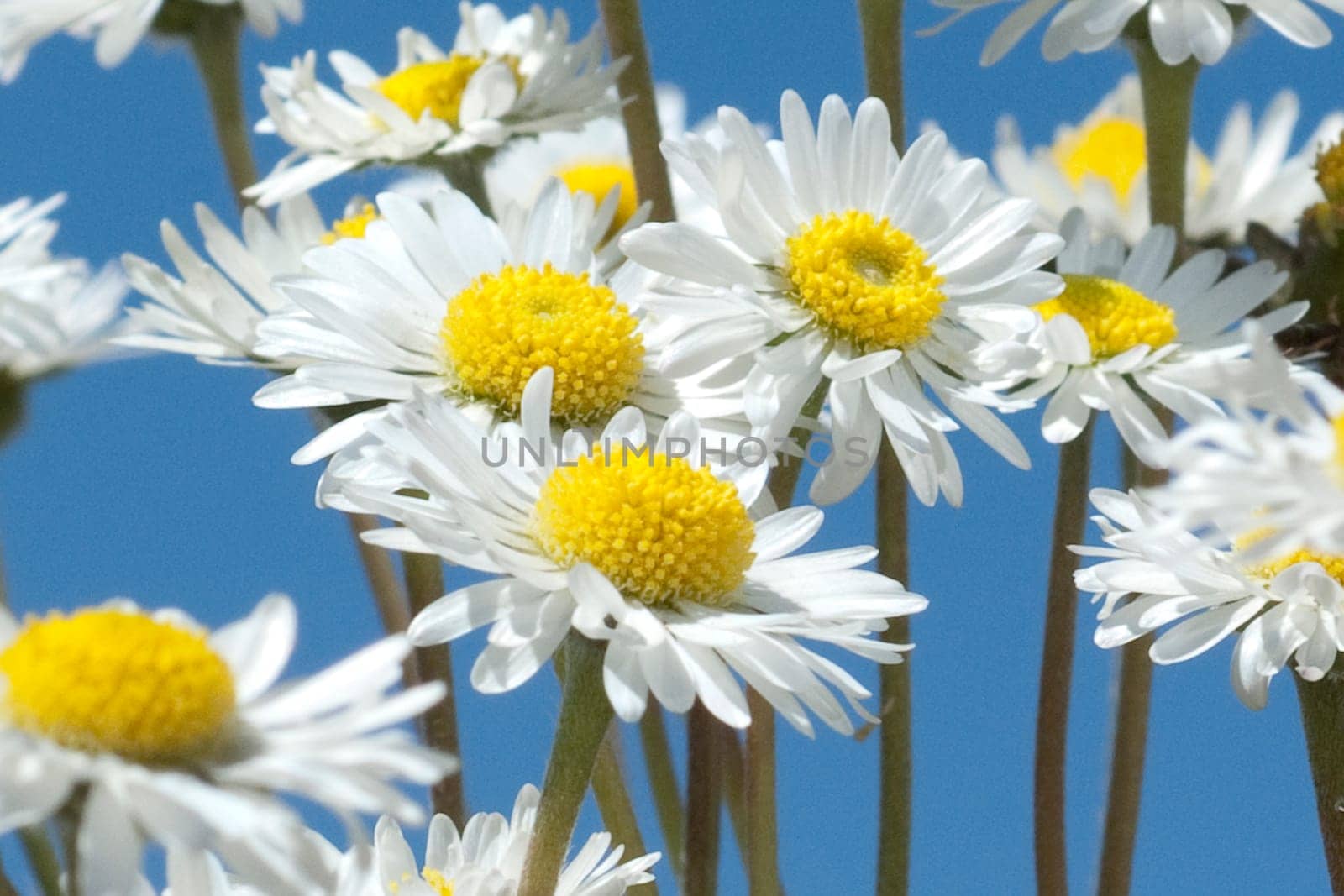 Gaensebluemchen  Bellis  Perennis
