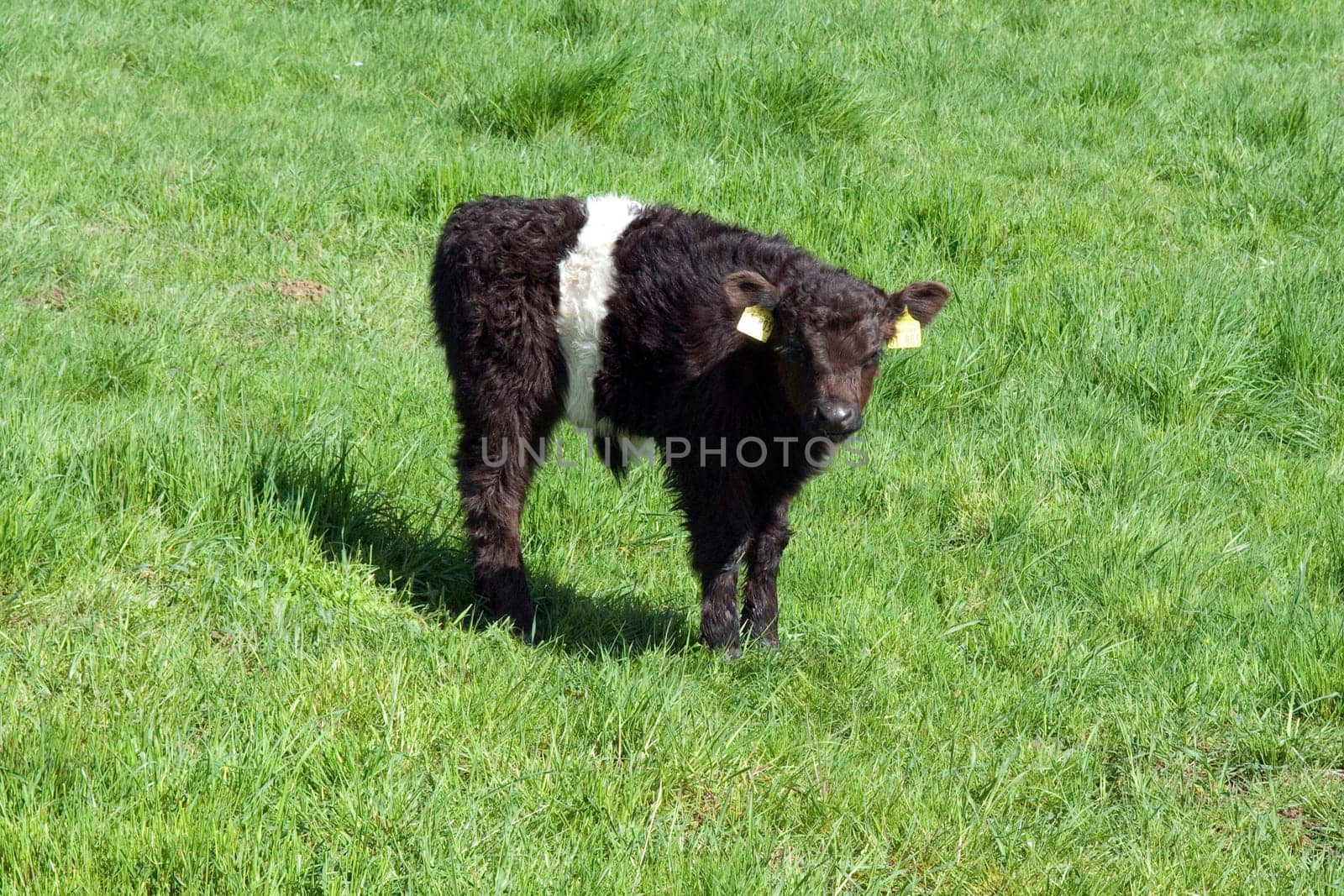Galloway-Sattelrind, Belted, Galloway