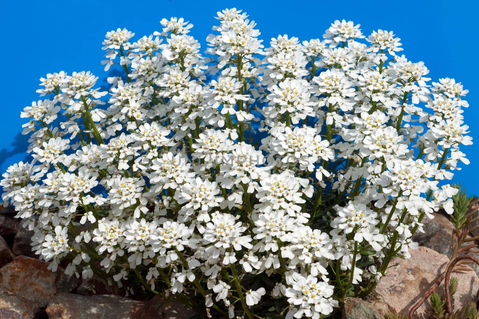 Schleifenblume, Iberis, sempervierens