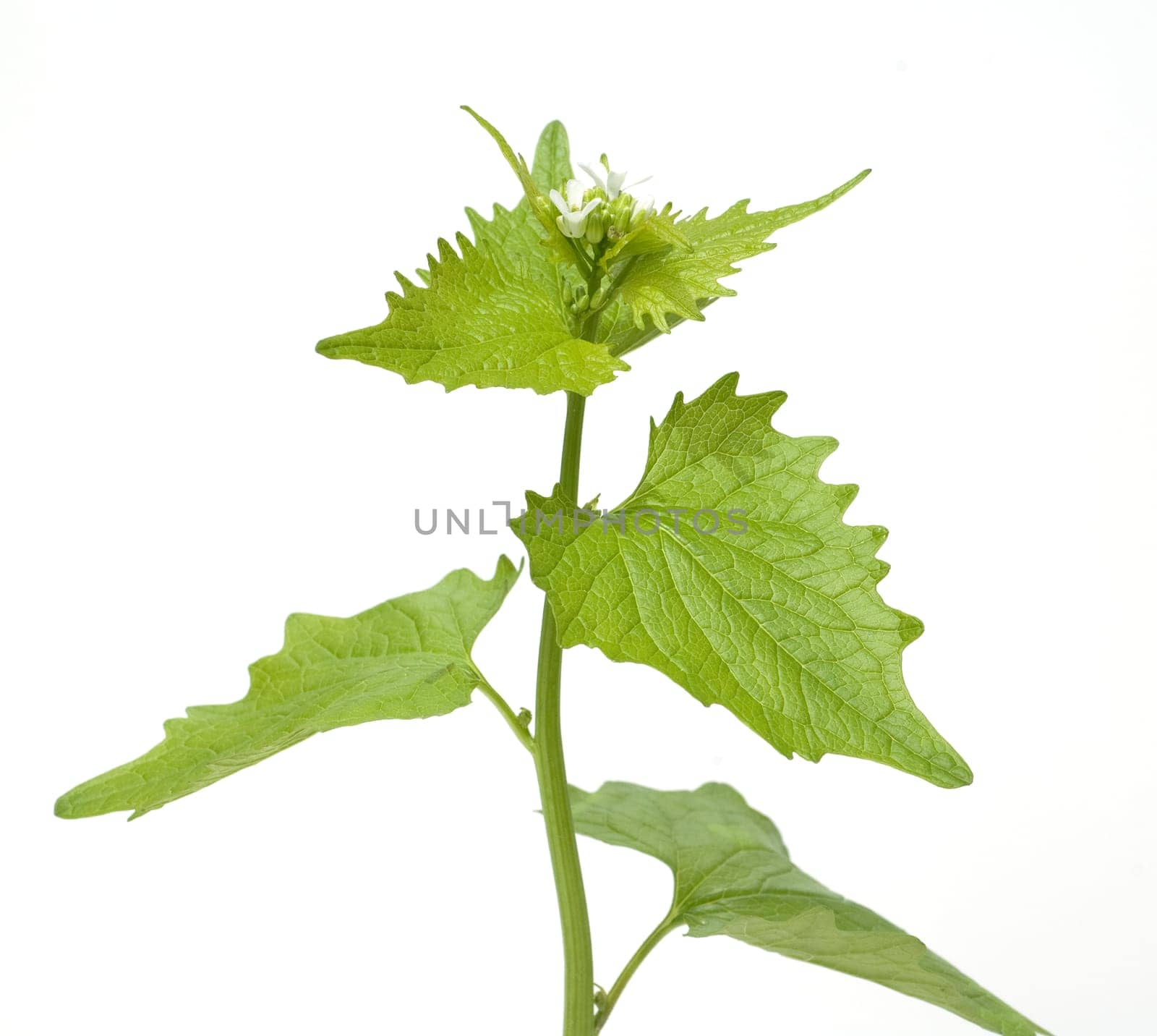 Knoblauchsrauke  Alliaria petiolata