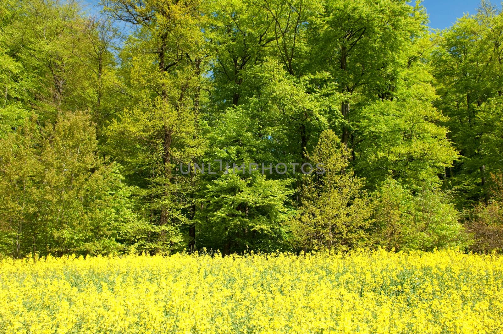 Beech Forest,Forest,Early Year