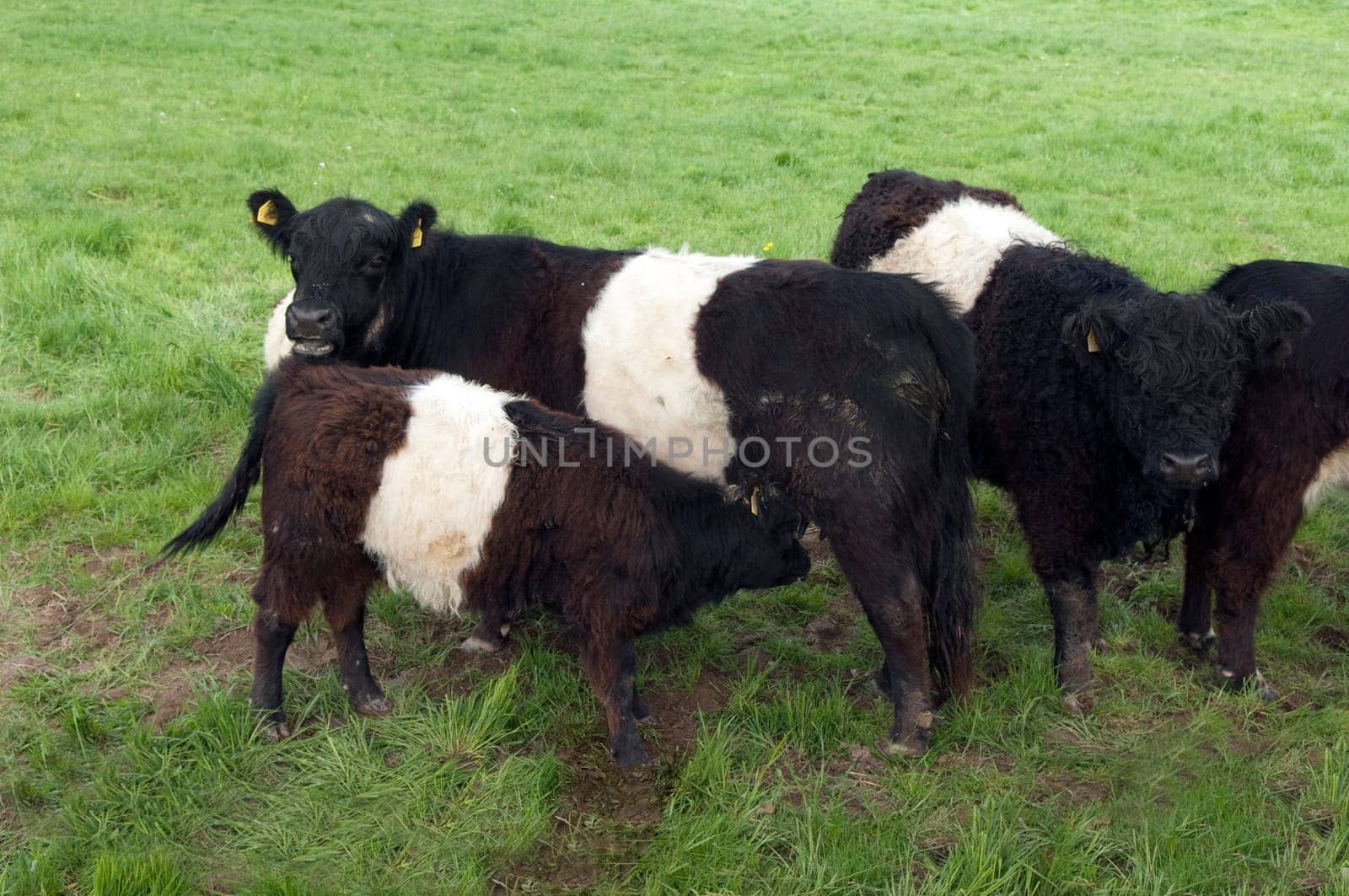 Galloway-Sattelrind, Belted, Galloway