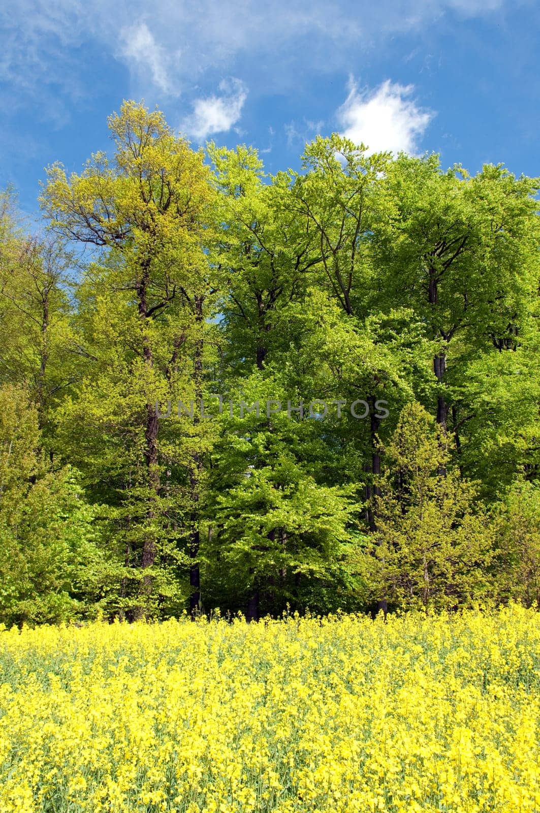 Beech Forest,Forest,Early Year