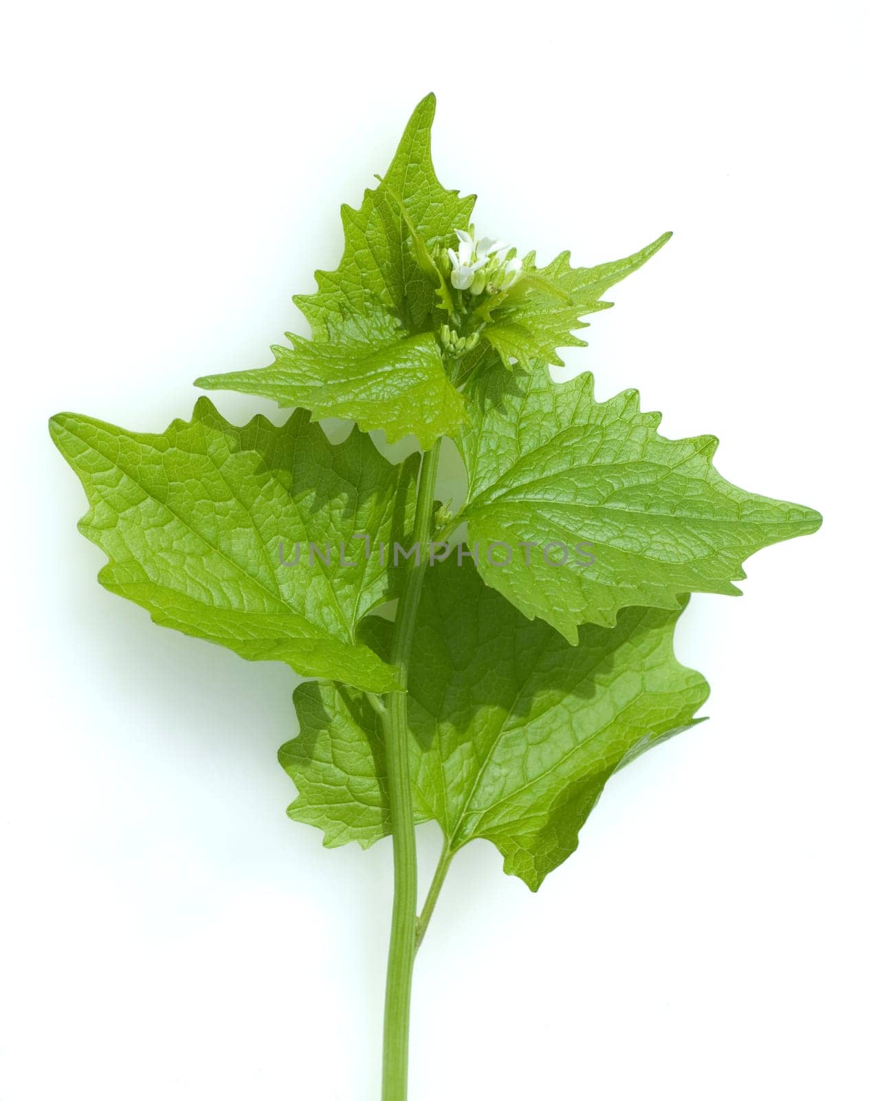 Knoblauchsrauke  Alliaria petiolata