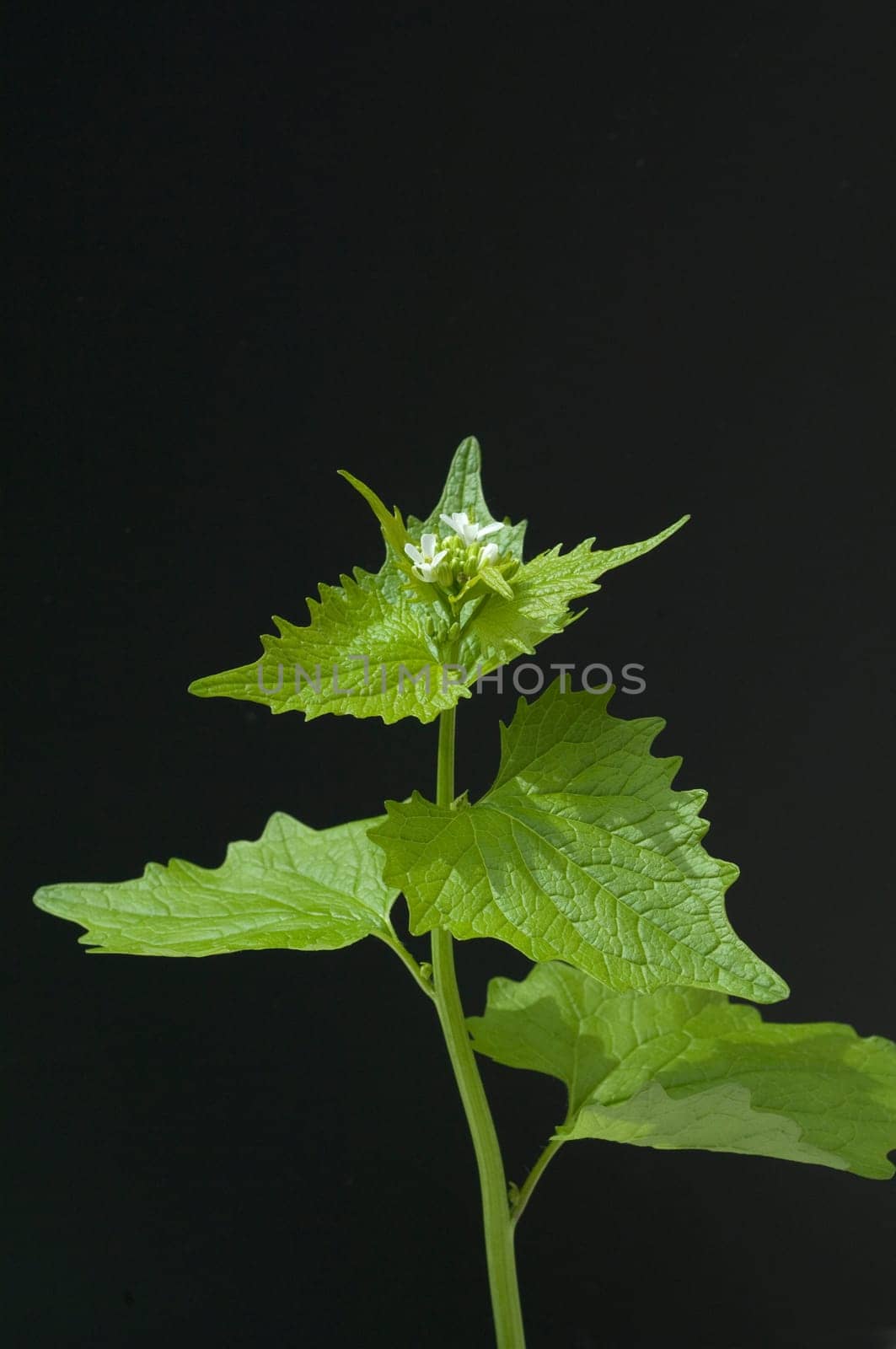Knoblauchsrauke  Alliaria petiolata