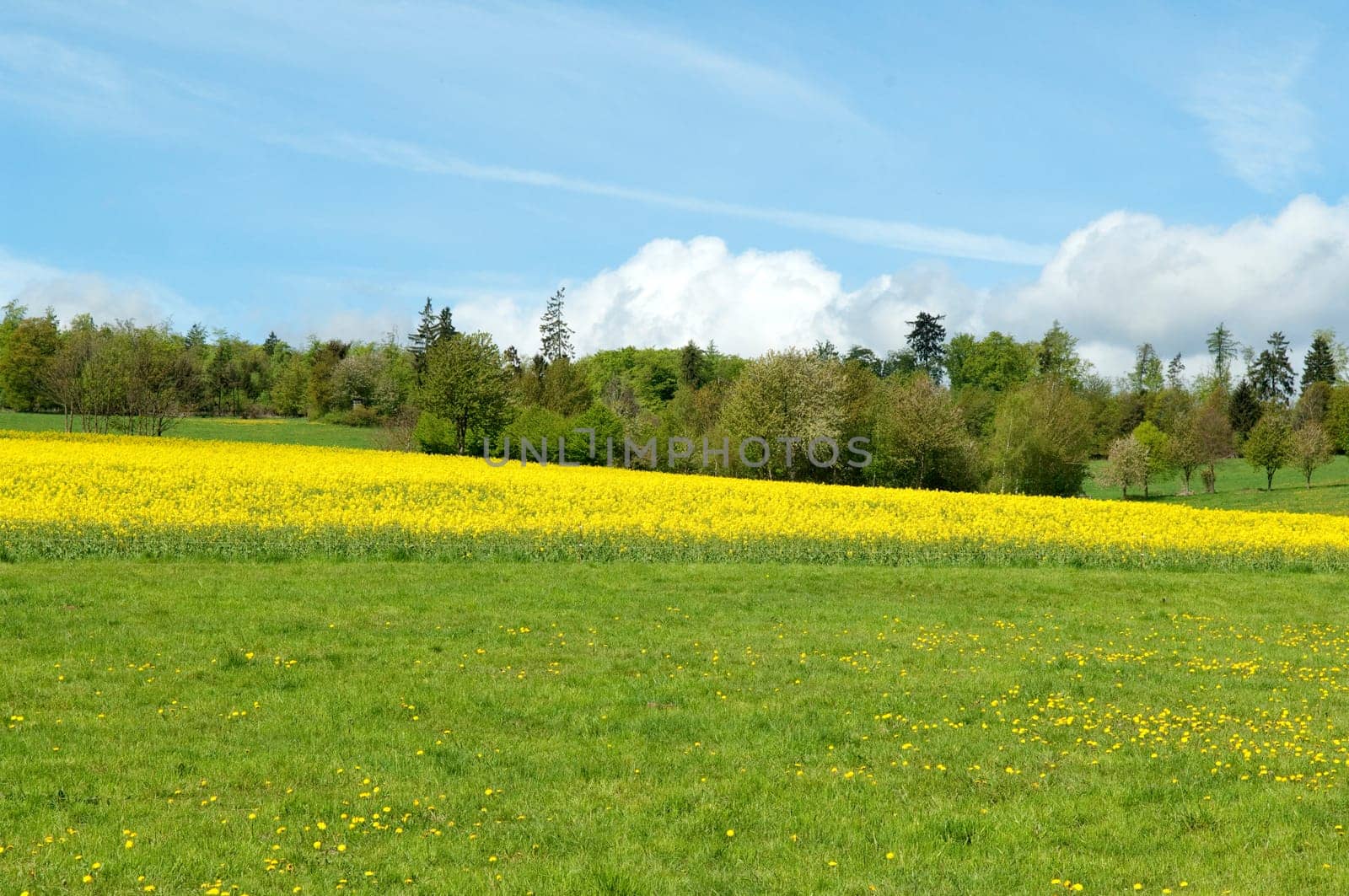 Rapsfeld, fruehling
