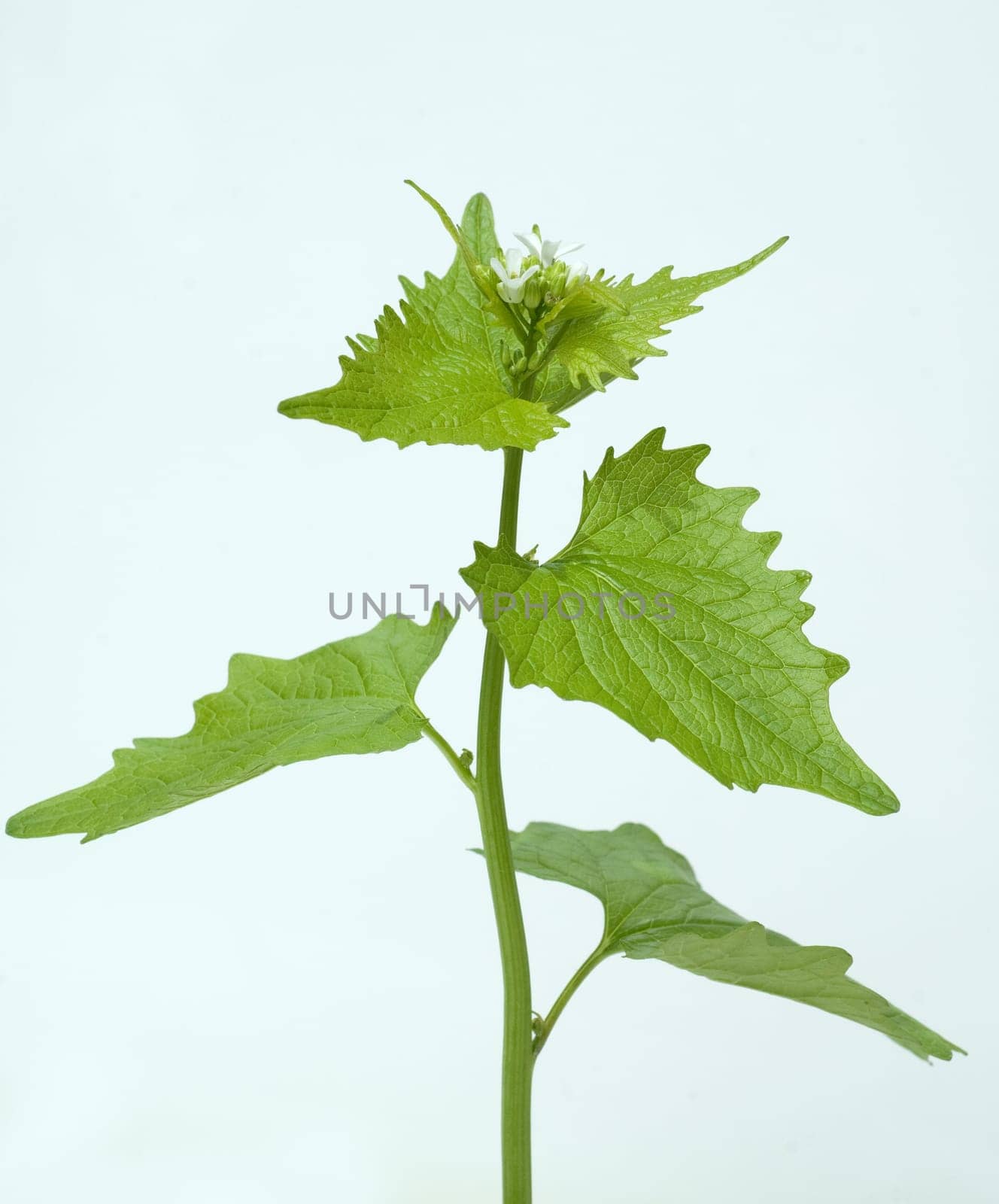 Knoblauchsrauke  Alliaria petiolata