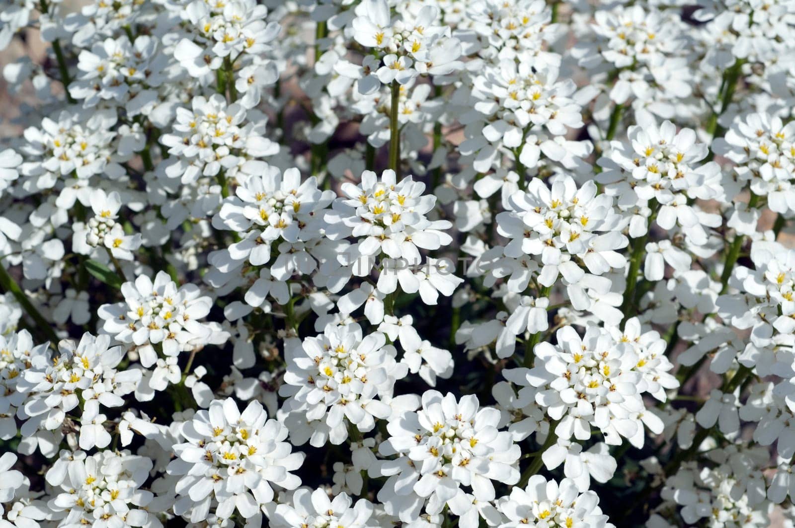 Schleifenblume, Iberis, sempervierens