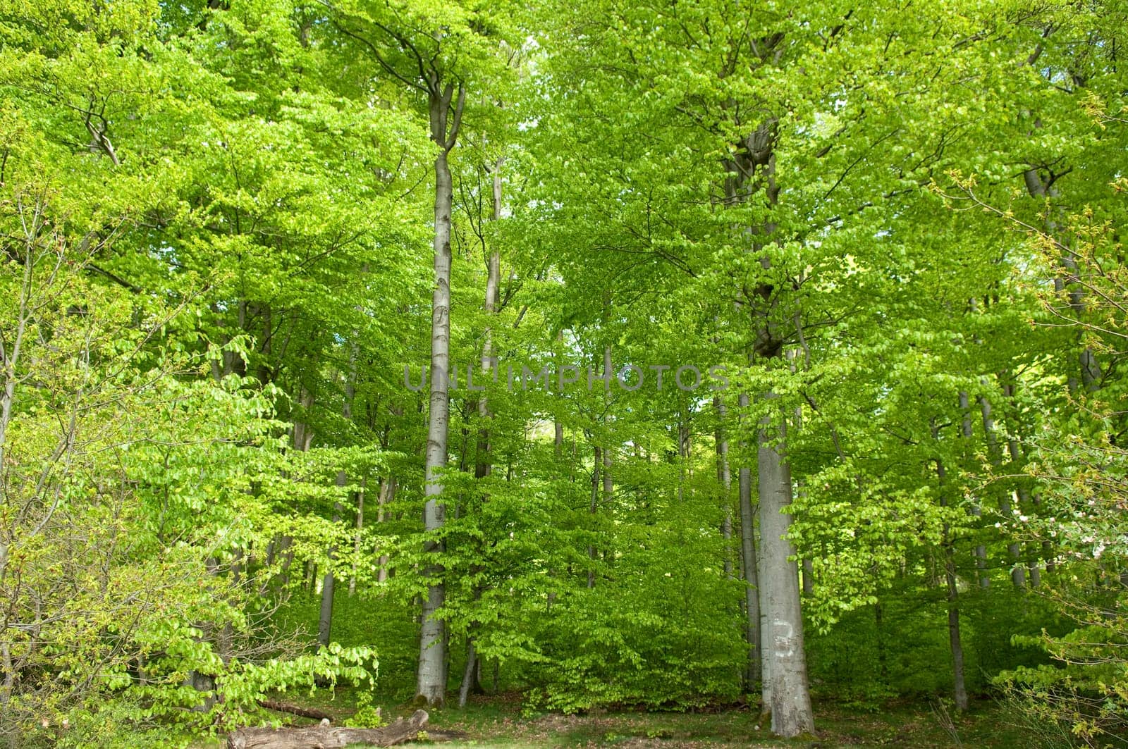 Buchenwald, Wald, Fruehjahr