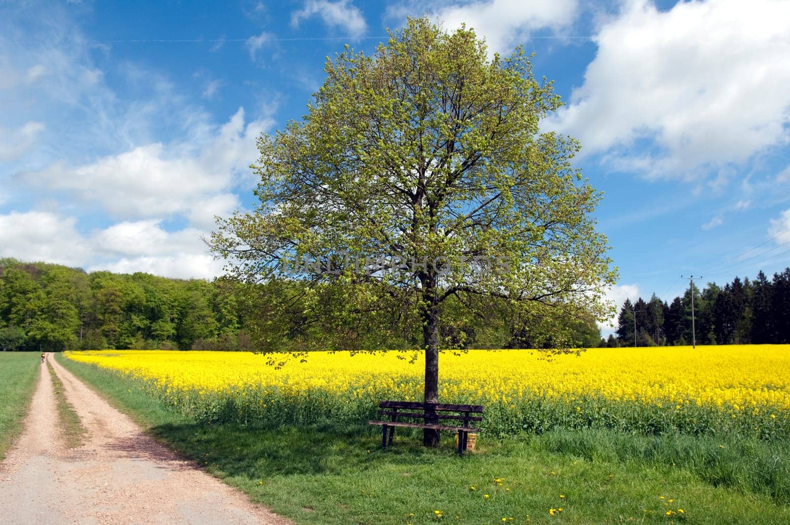 Rapsfeld, fruehling