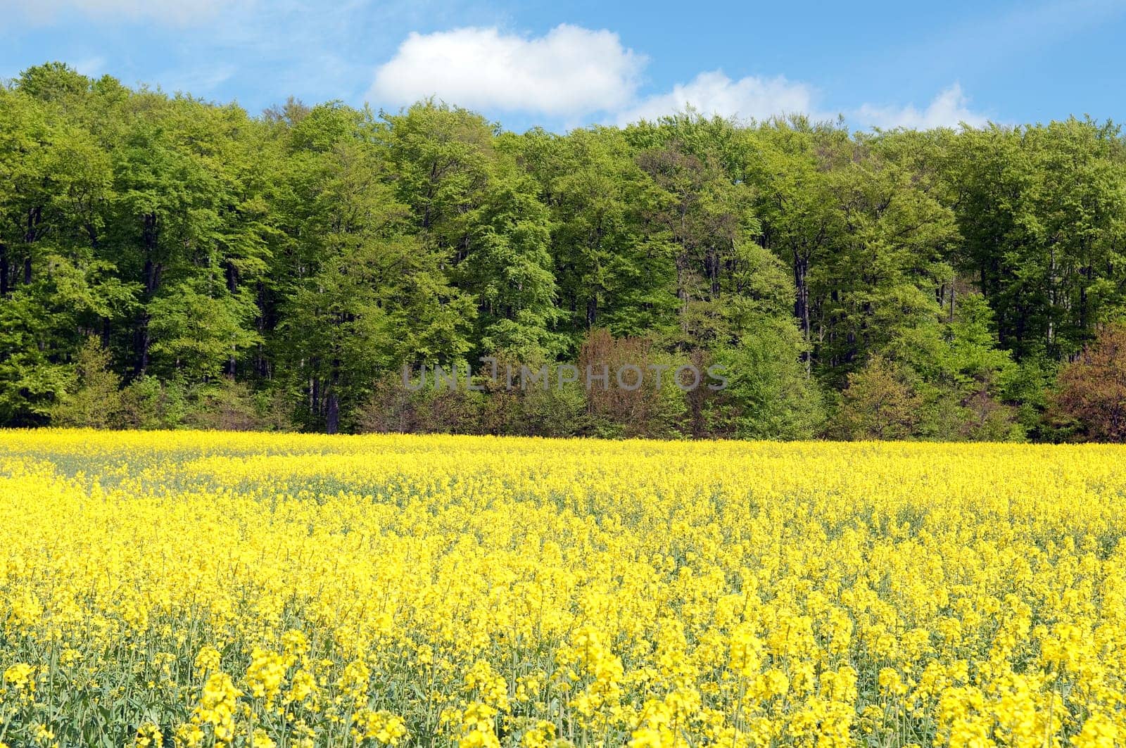 Rapsfeld, fruehling