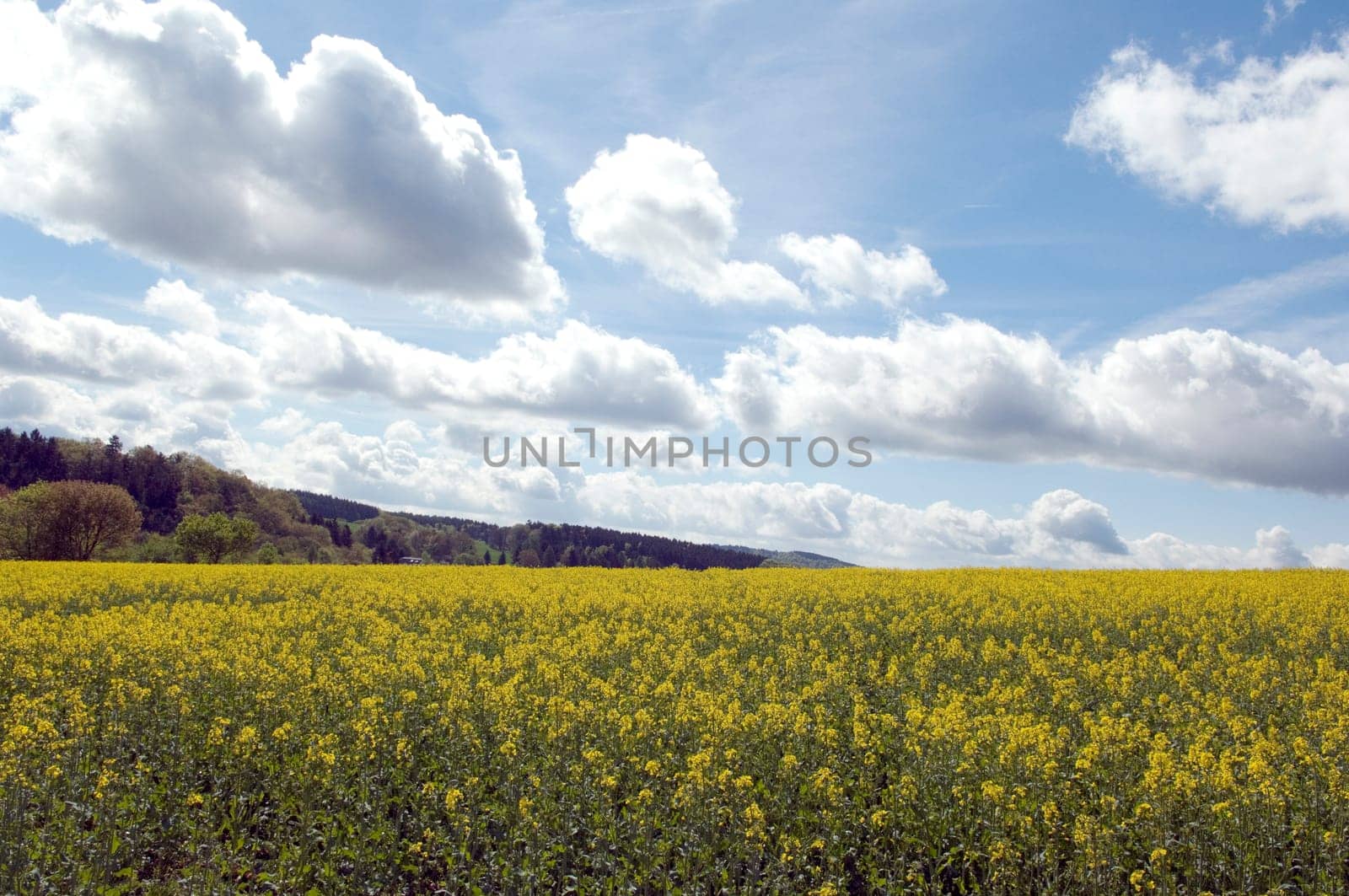 Rapsfeld, fruehling