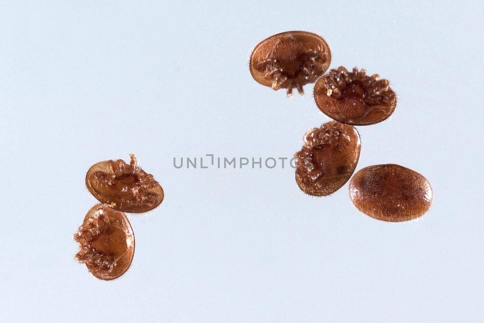 Varroamilbe, Varroa, destructor