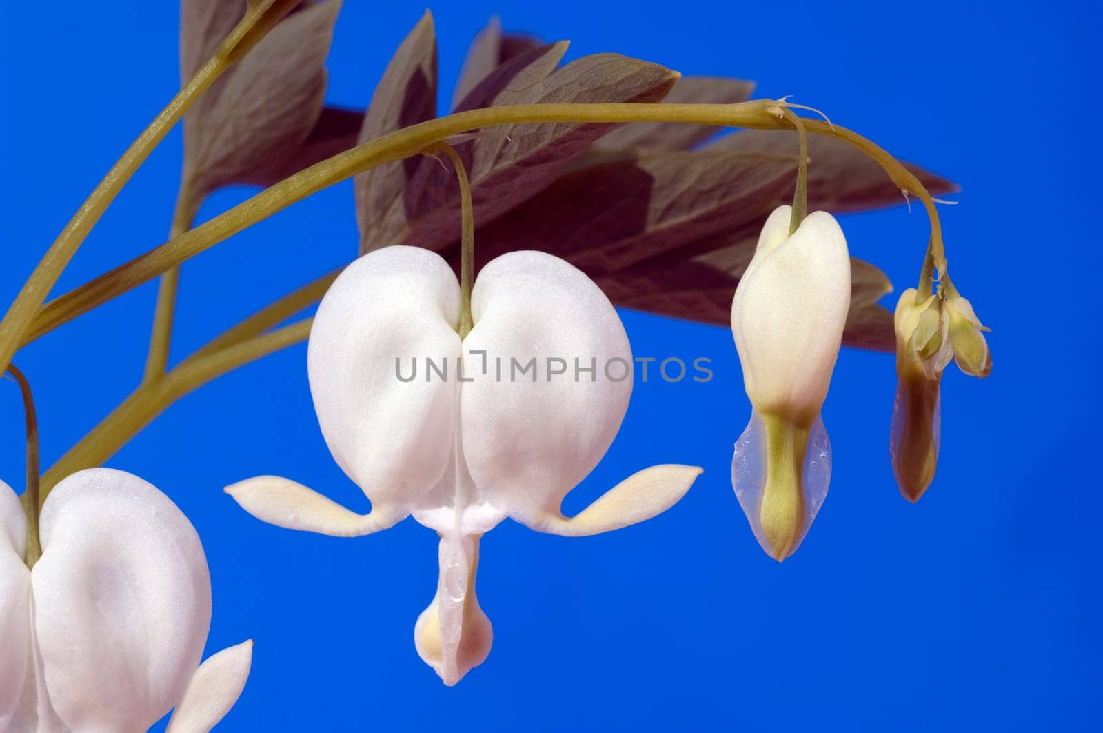 Traenendes, Herz, Weiss, Dicentra