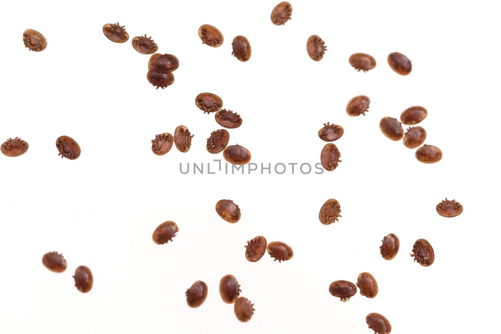 Varroamilbe, Varroa, destructor