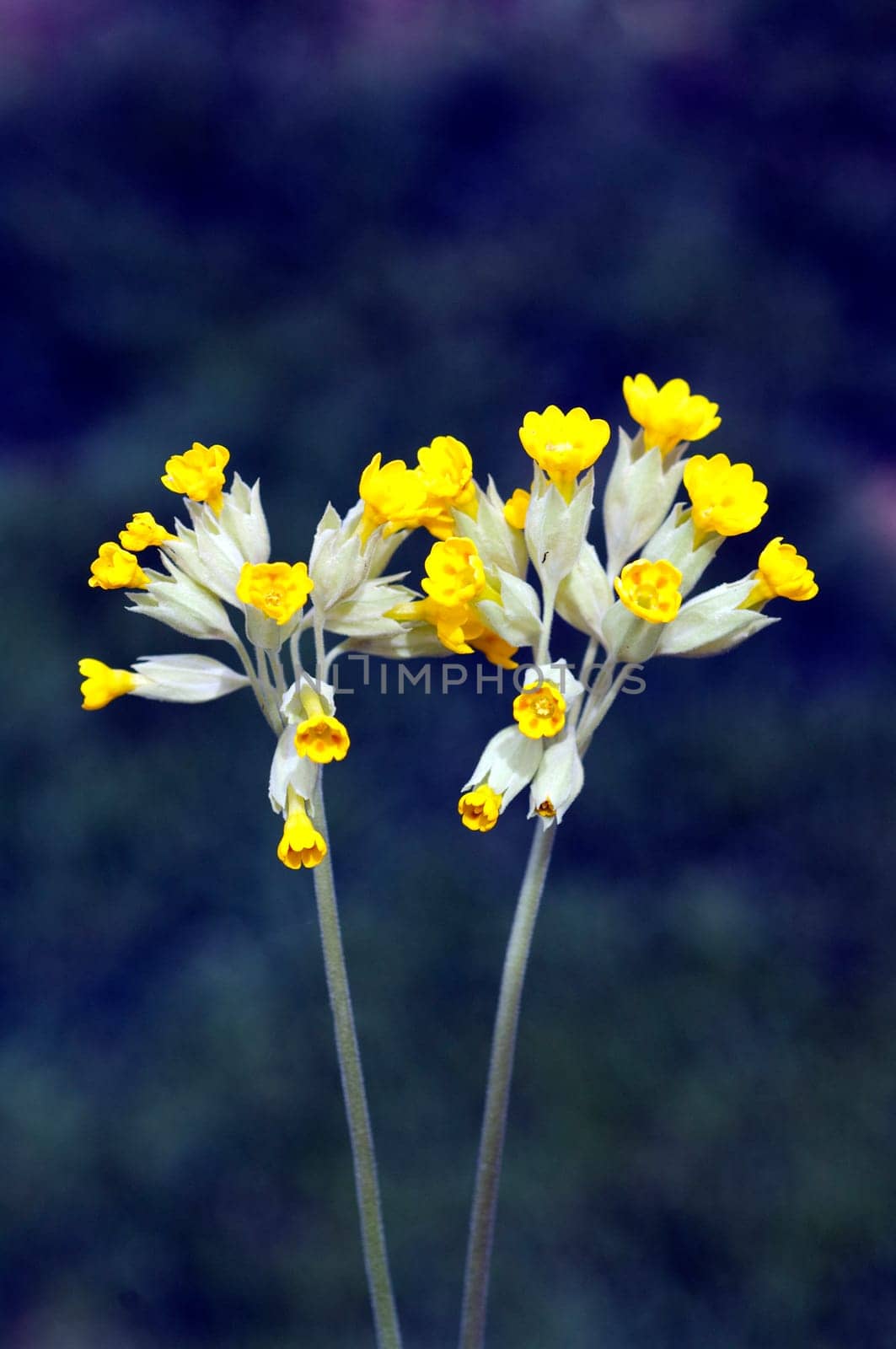 Schluesselblume  Primula veris