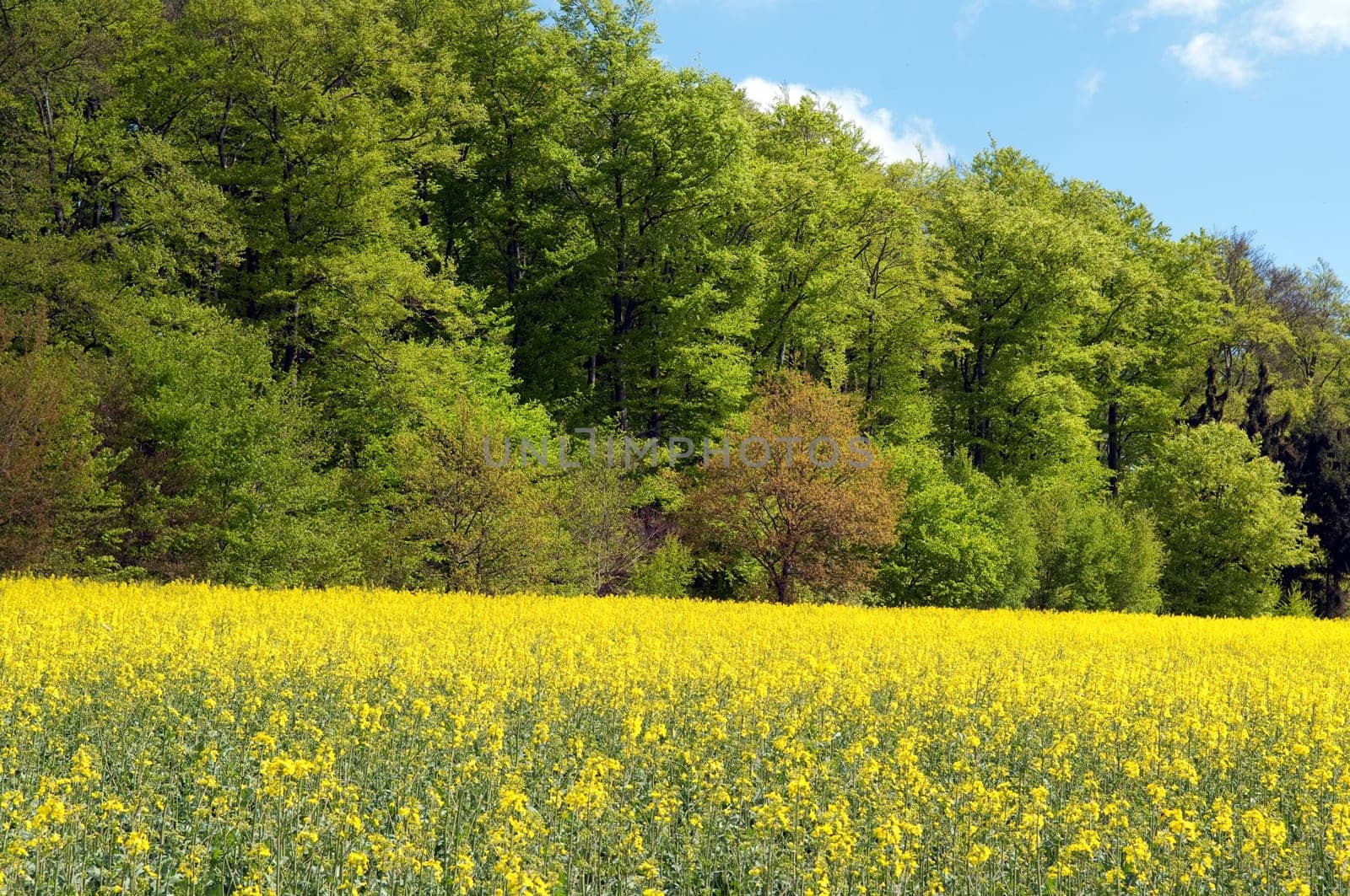 Rapsfeld, fruehling