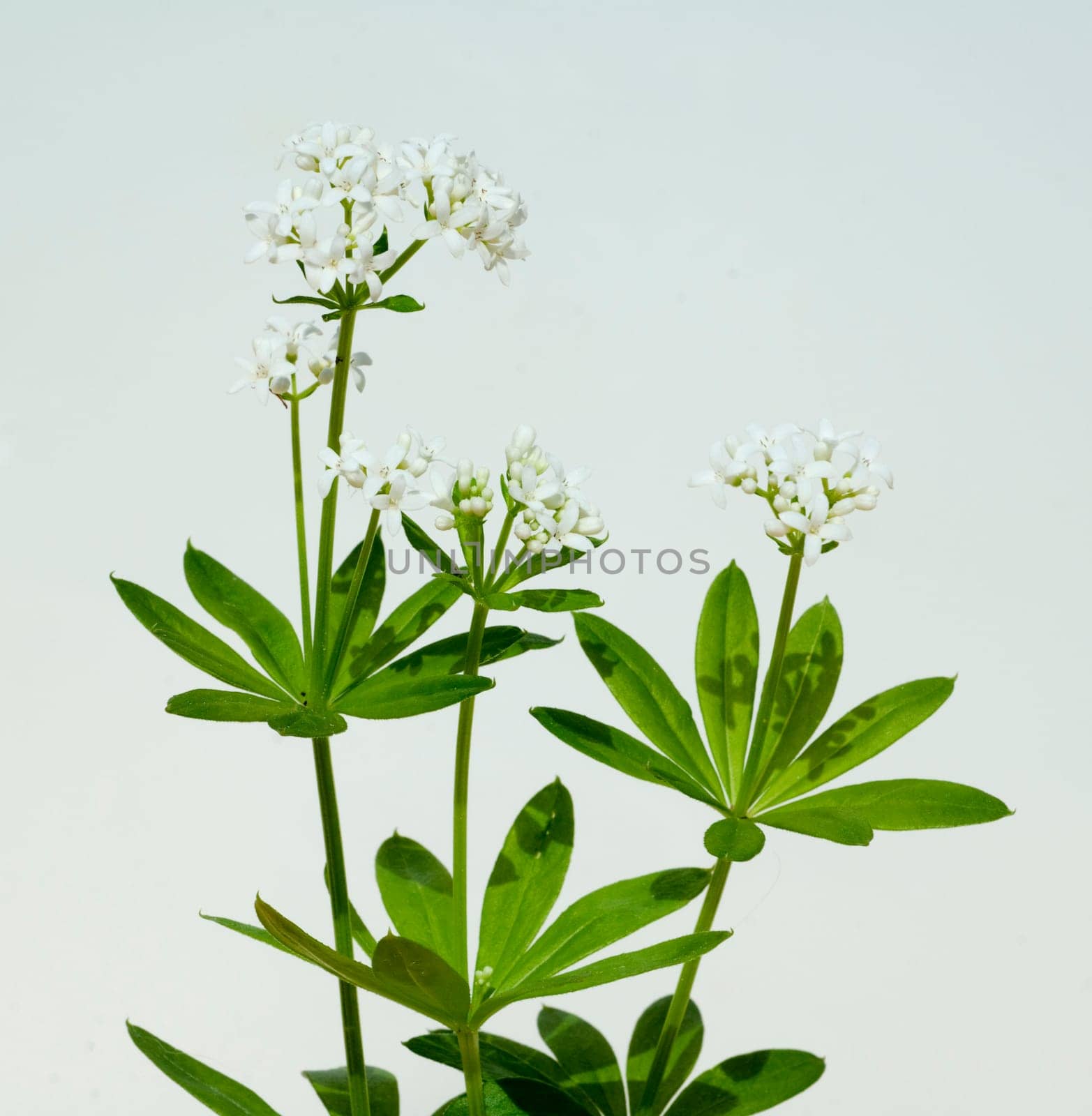 Waldmeister  Galium odoratum