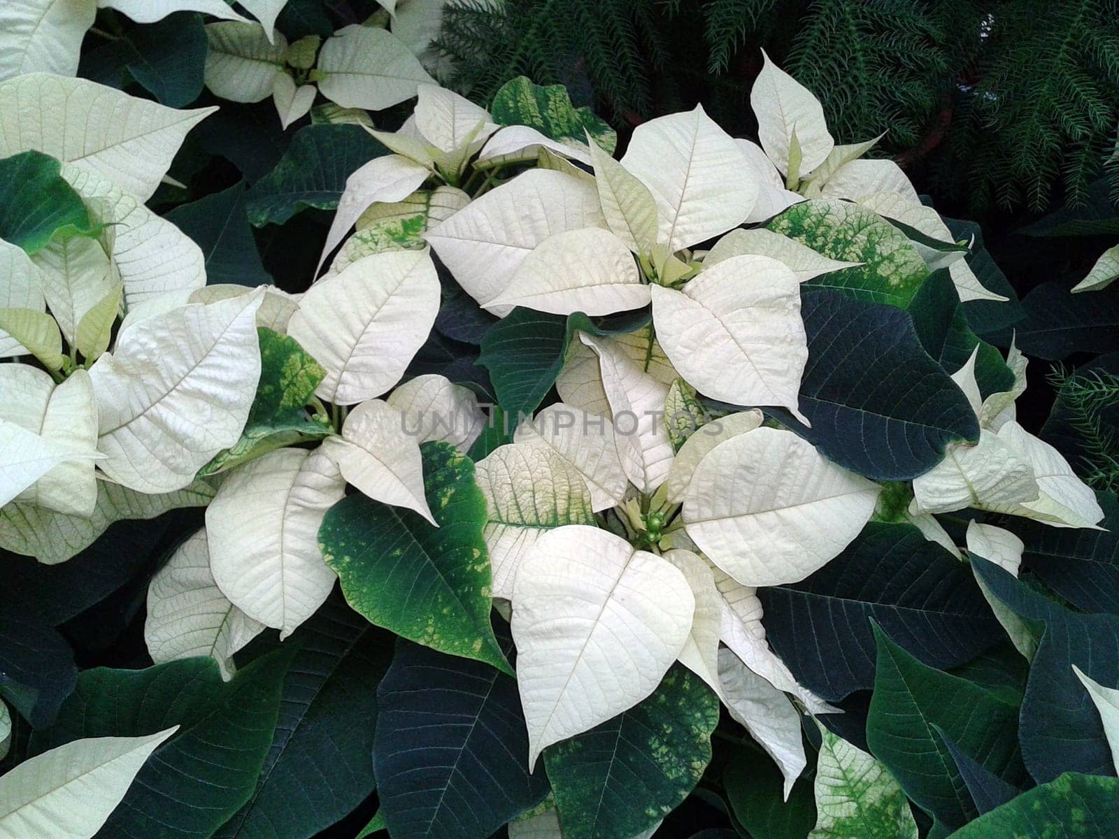 Christmas Star,Botany   Euphorbia