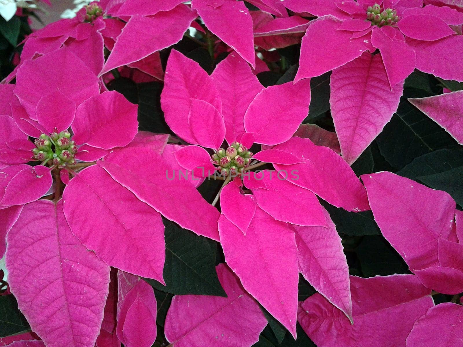 Christmas Star,Botany   Euphorbia