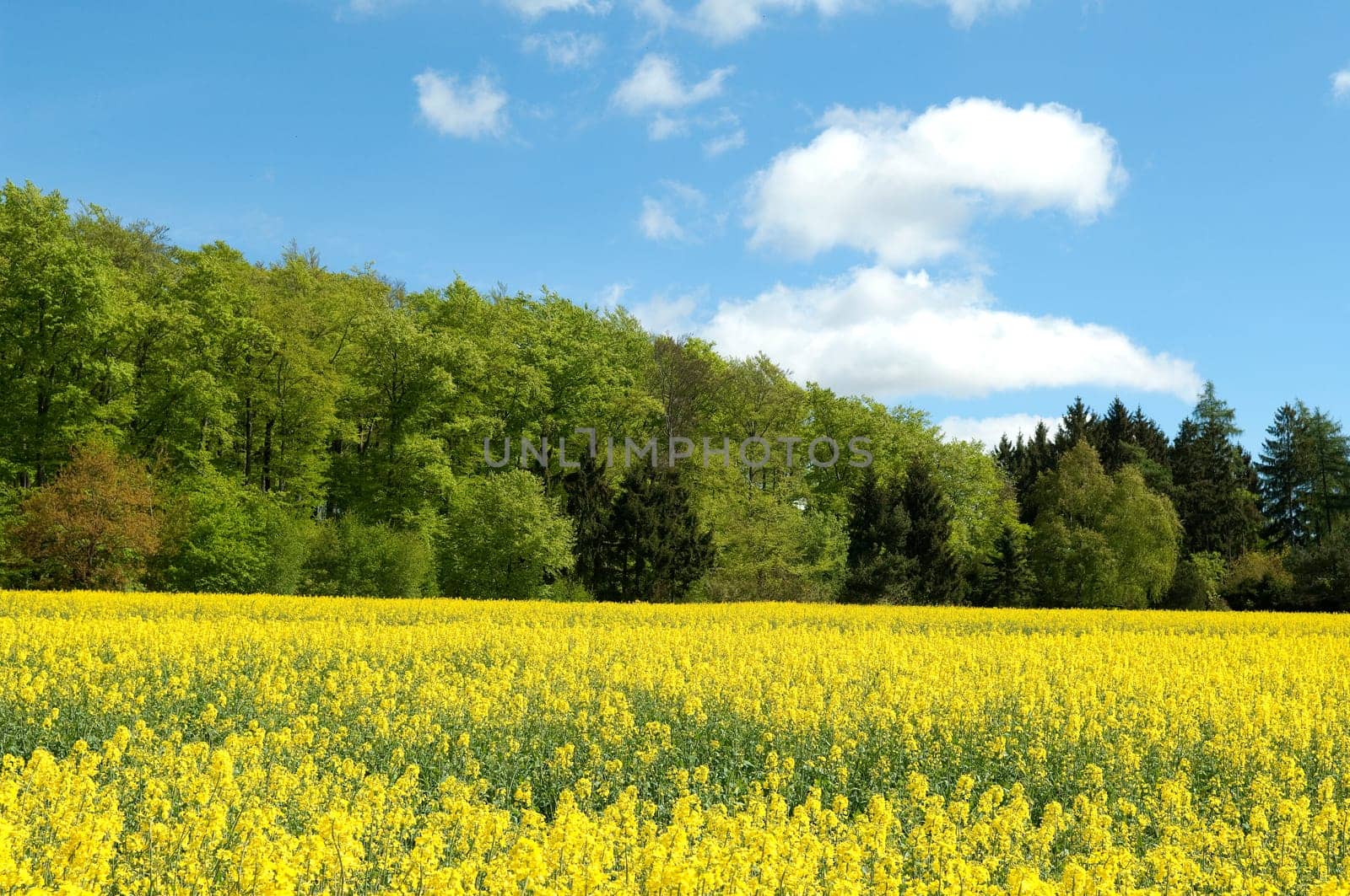 Rapsfeld, fruehling