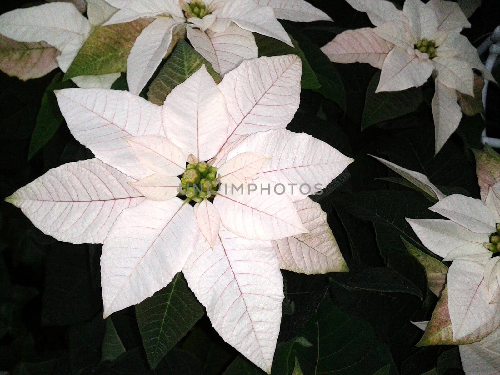 Christmas Star,Botany   Euphorbia