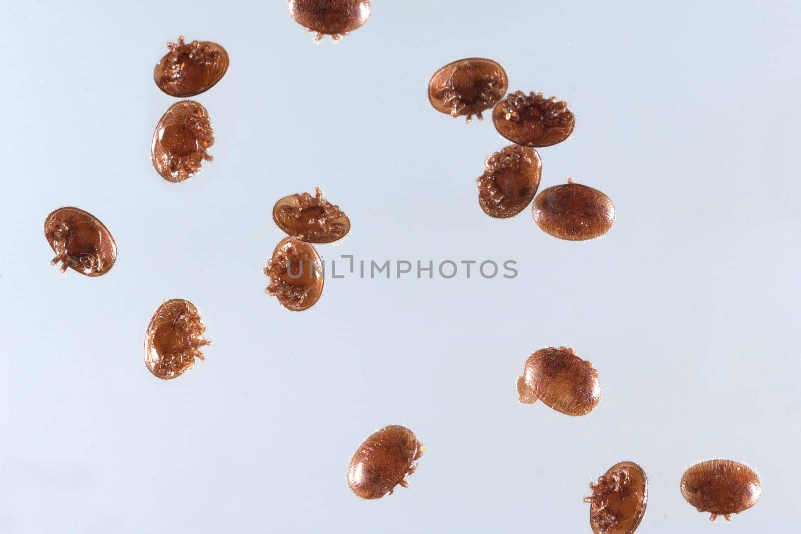 Varroamilbe, Varroa, destructor