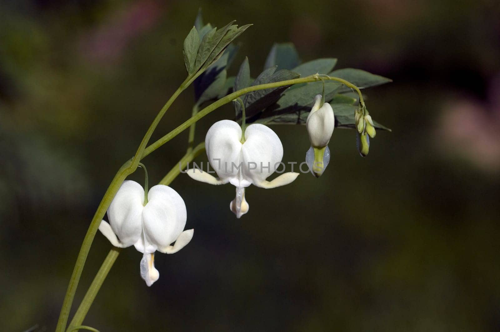 Traenendes, Herz, Weiss, Dicentra