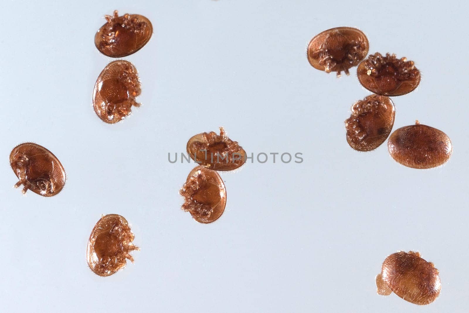 Varroamilbe, Varroa, destructor