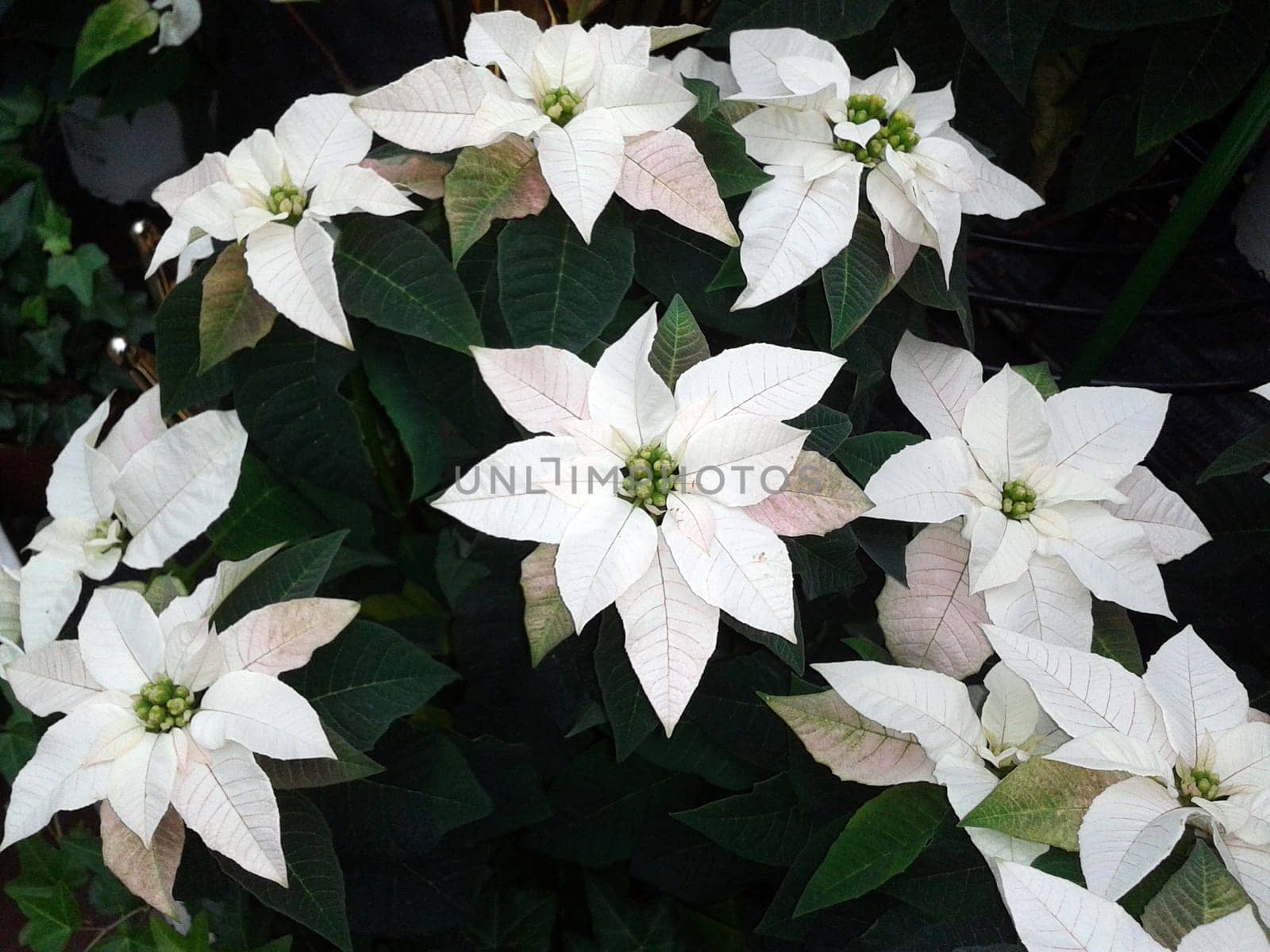 Christmas Star,Botany   Euphorbia
