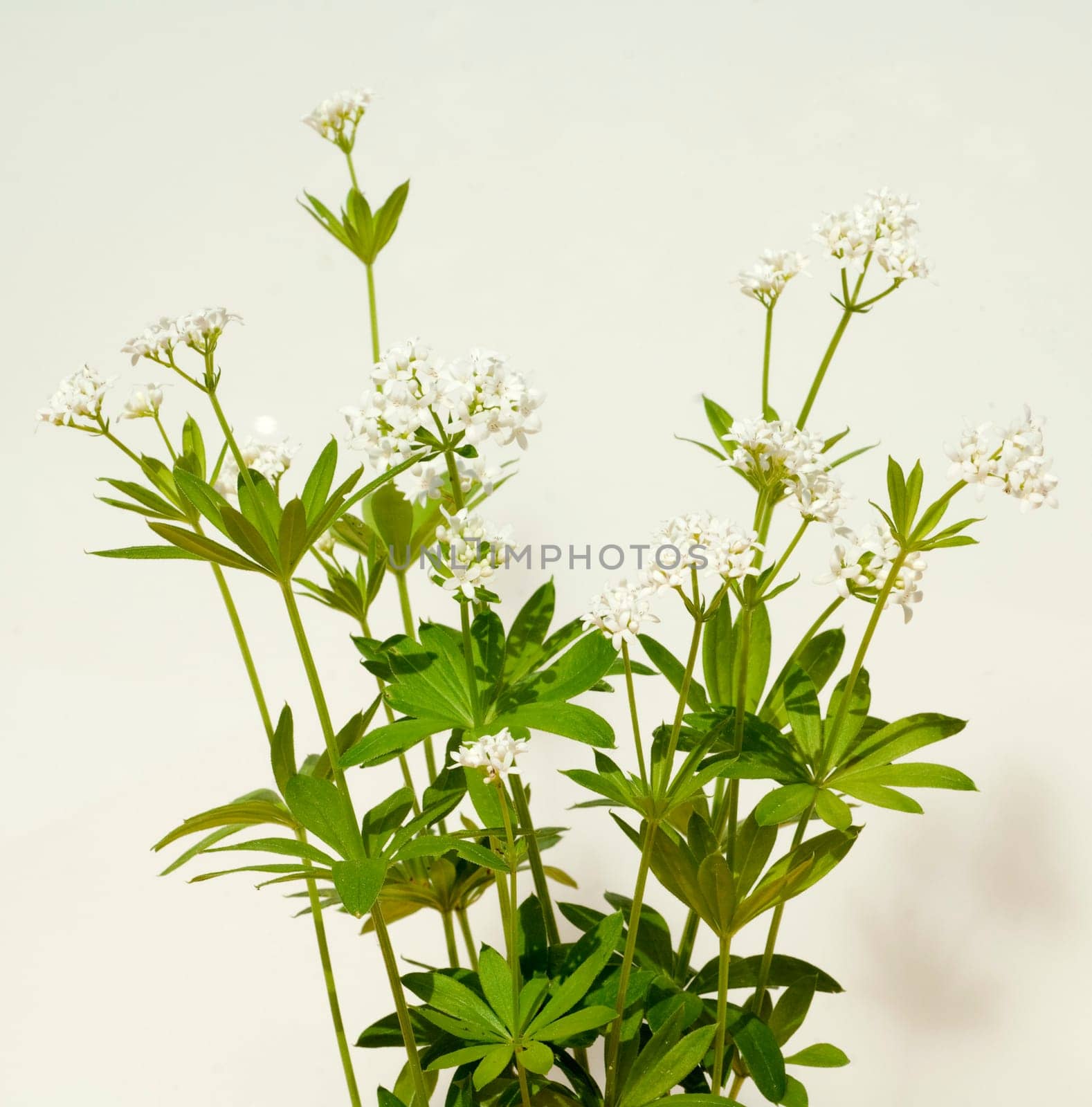 Waldmeister  Galium odoratum