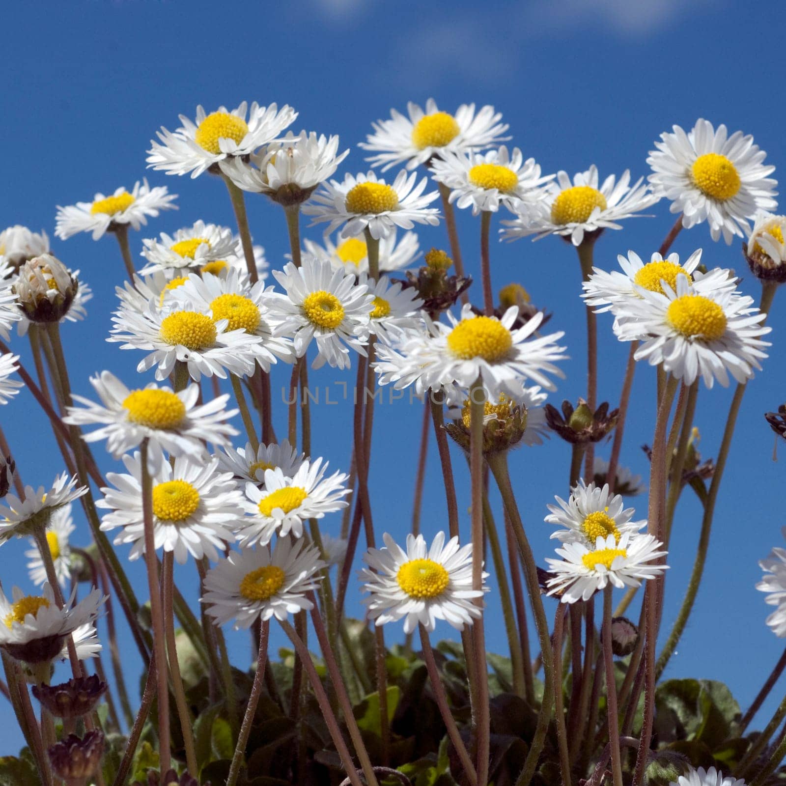 Gaensebluemchen  Bellis  Perennis