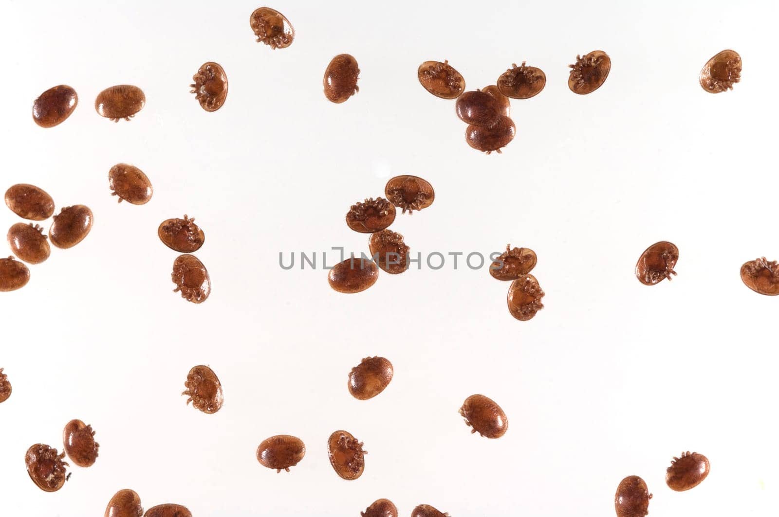 Varroamilbe, Varroa, destructor