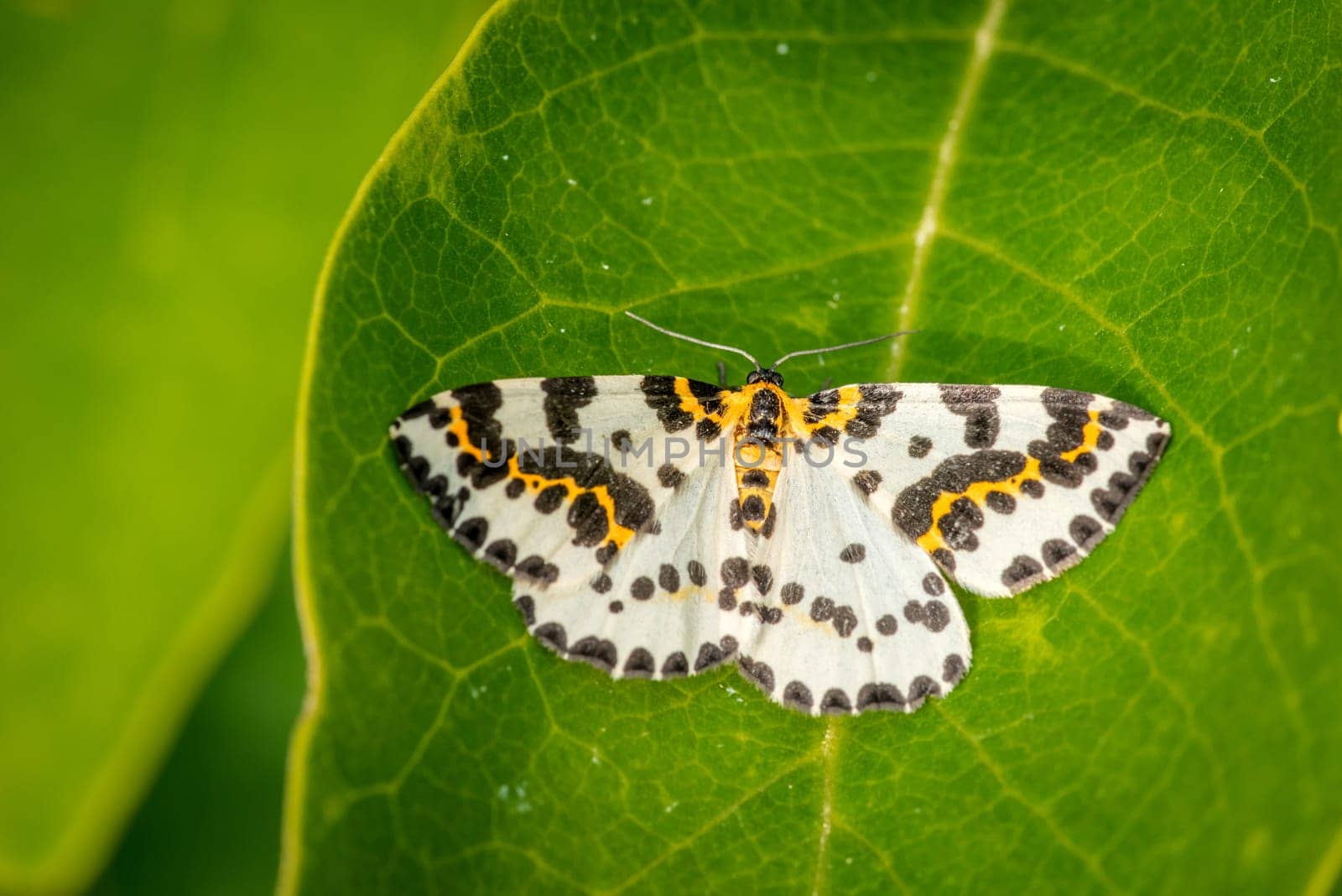Abraxas grossulariata butterfly on a large green leaf in the garden
