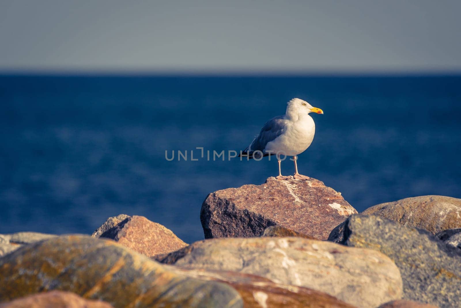 Seagull standing on big stones by the ocean