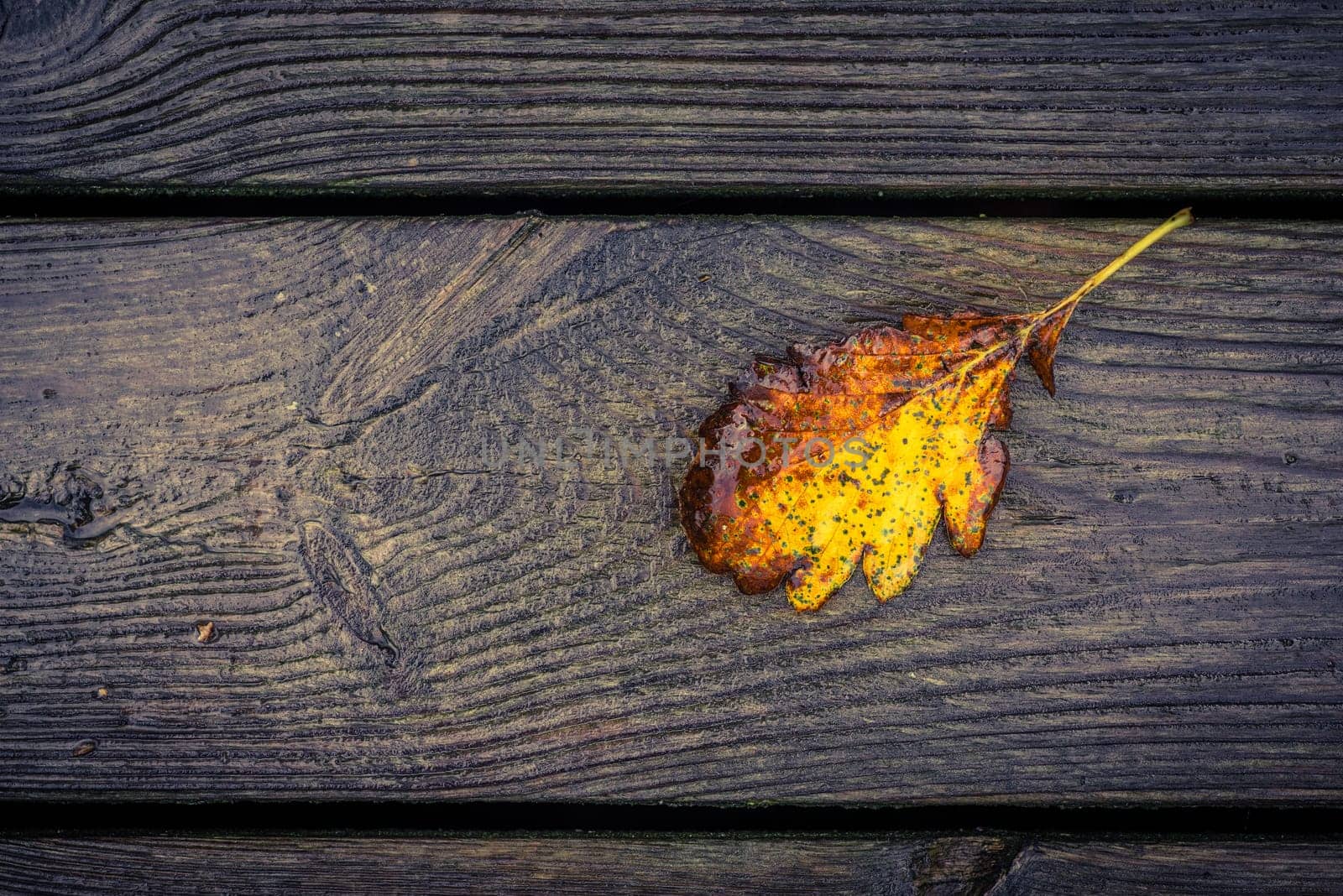 Autumn leaf on solid wooden planks with patterns