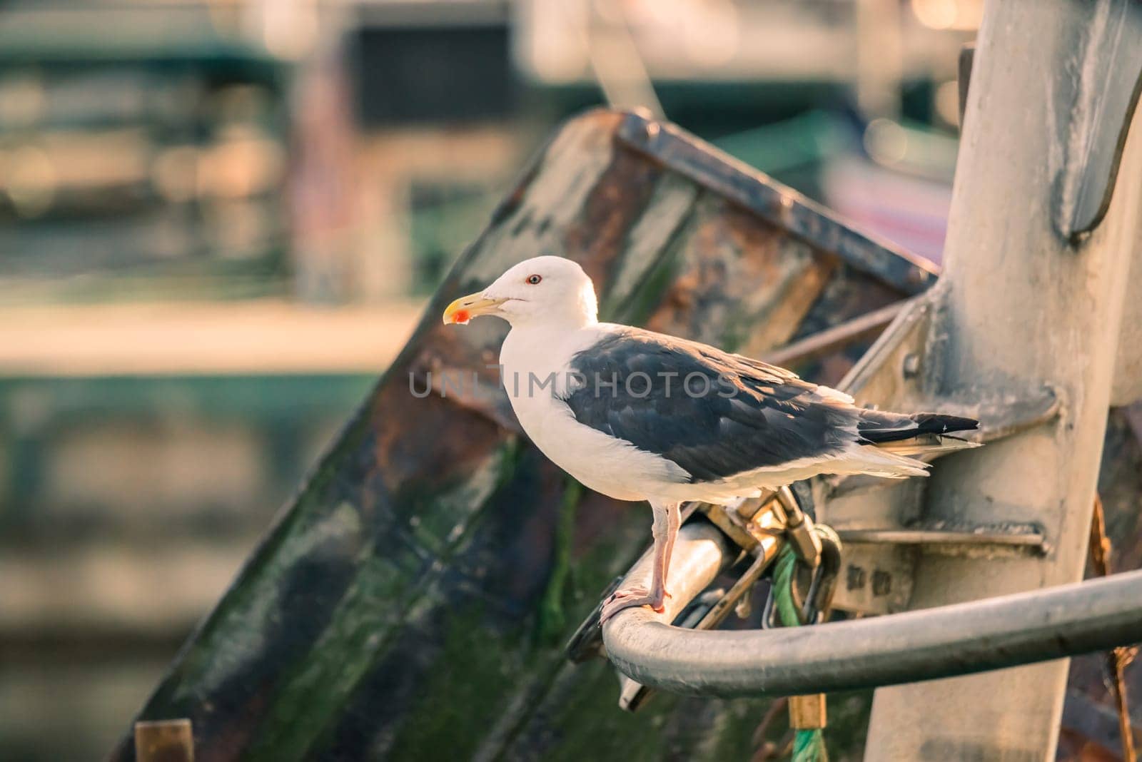 Seagull on a boat in a harbor at summertime