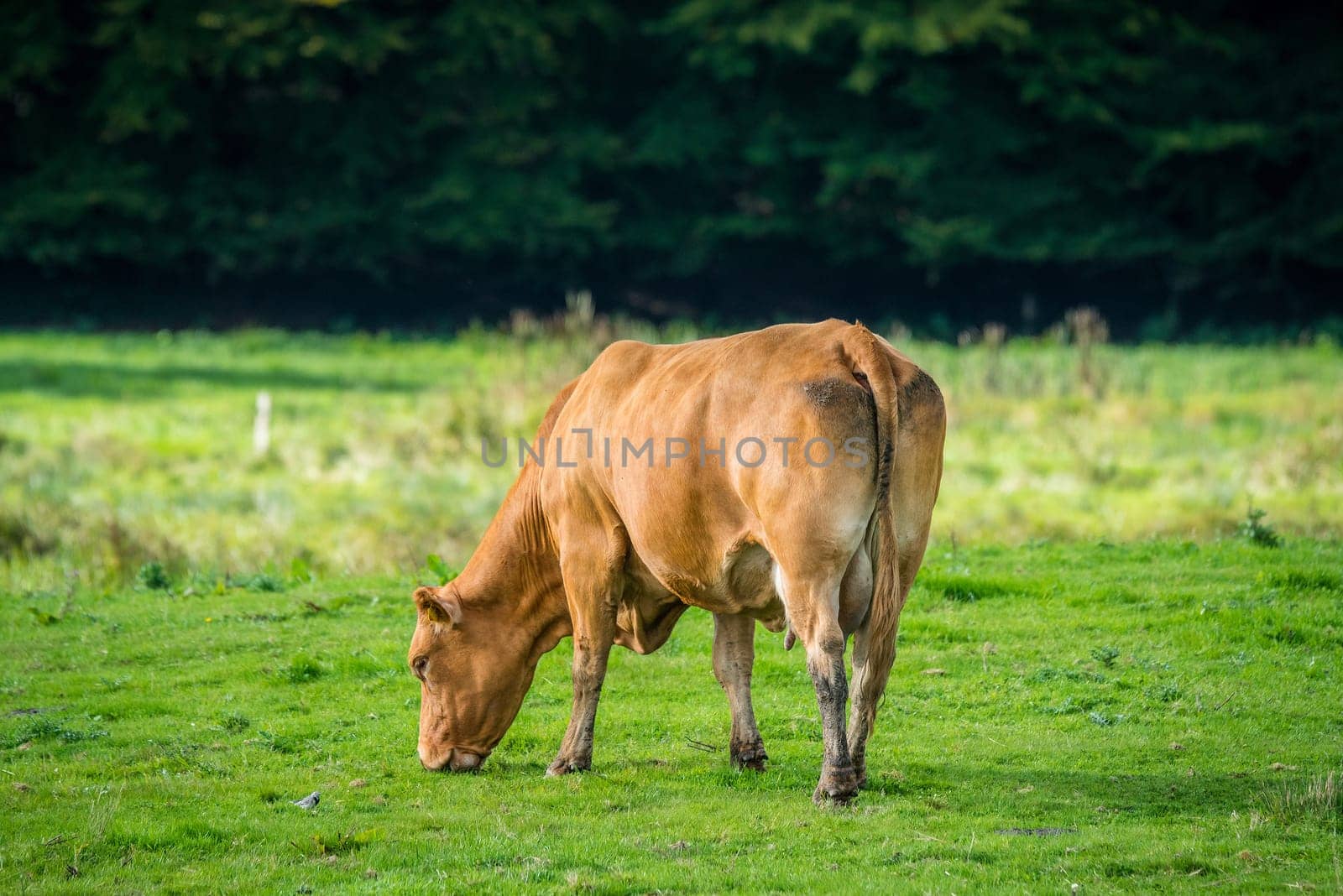 Cow alone on grass in the late summer