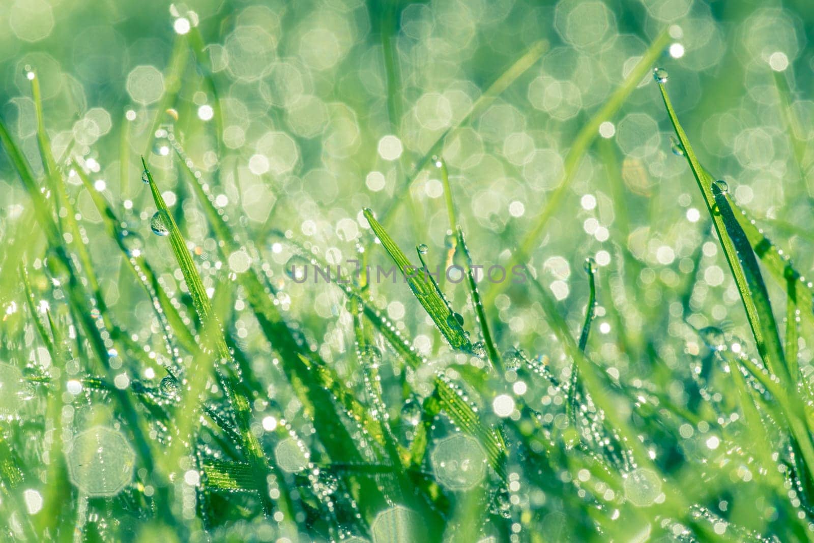 Dew on green grass in the morning sunshine
