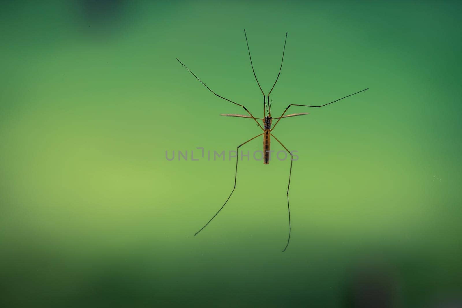 Large crane fly on a bright green background